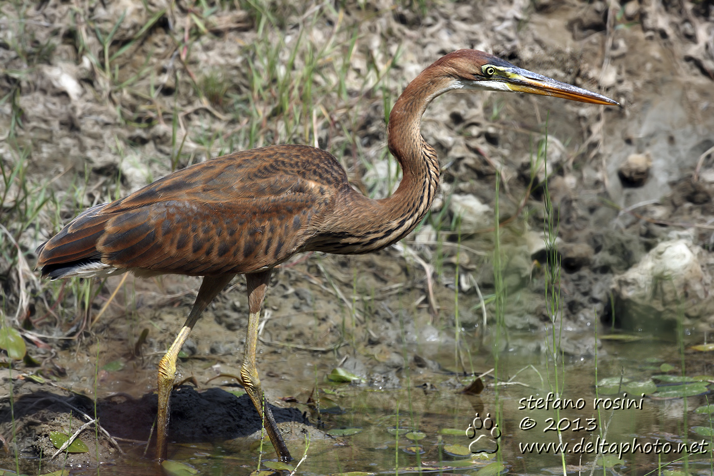 Airone rosso ( Ardea purpurea )