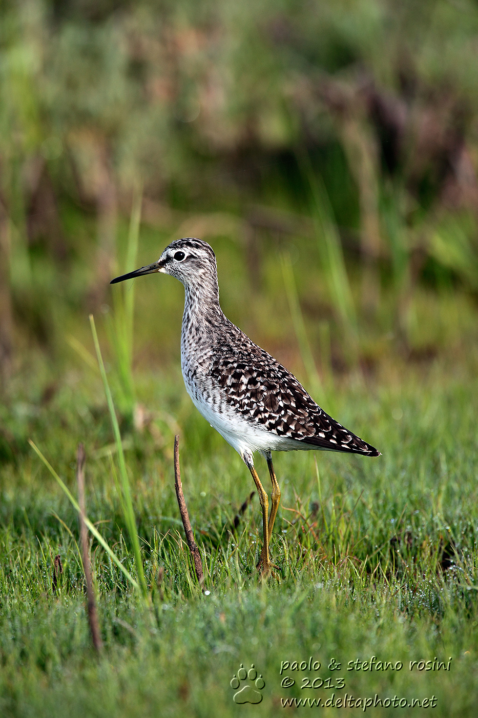 Piro piro boschereccio   (Tringa glareola, Linnaeus 1758)