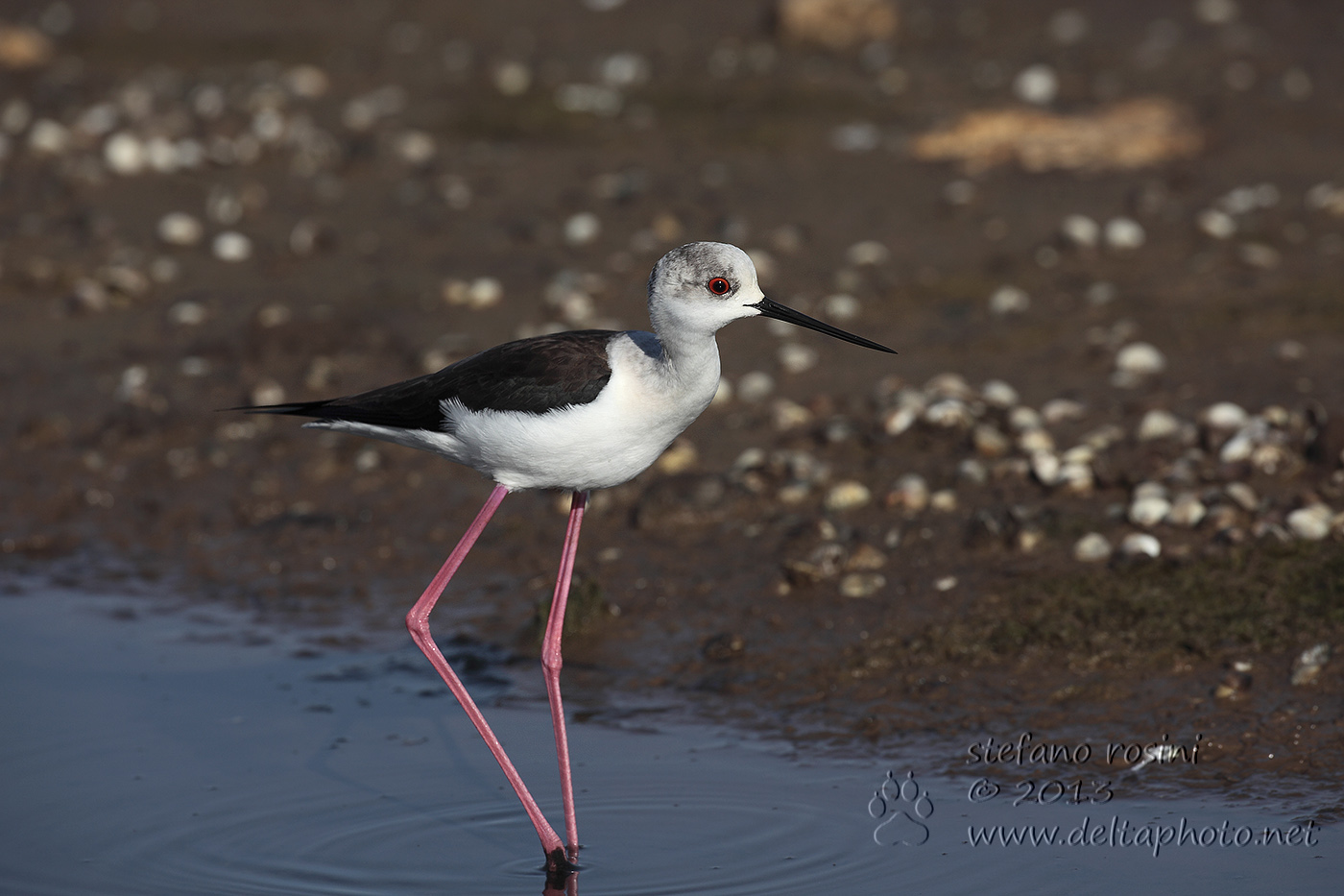 Cavaliere d'Italia ( Himantopus himantopus )