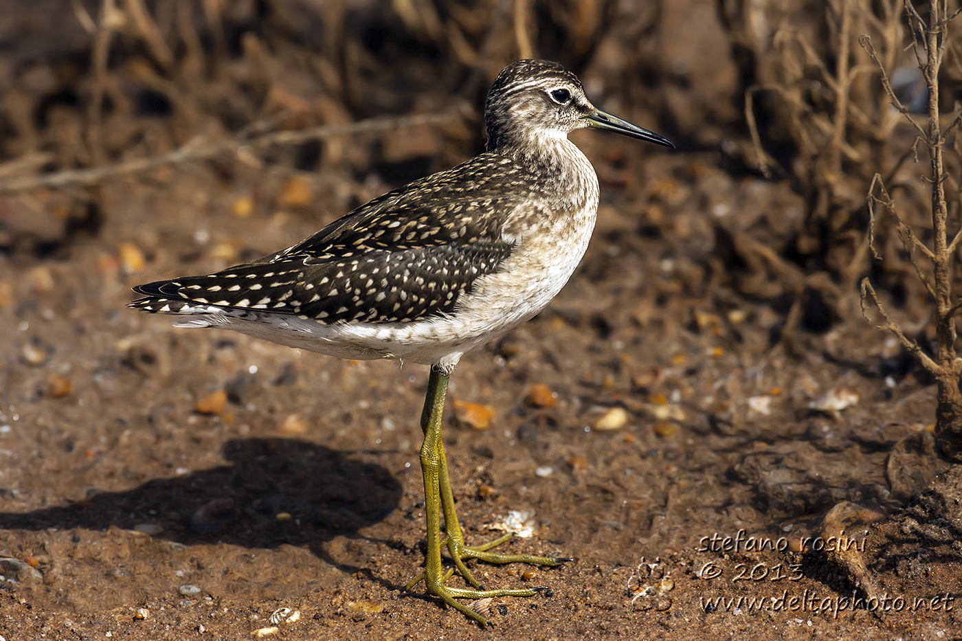 Piro piro boschereccio ( Tringa glareola )