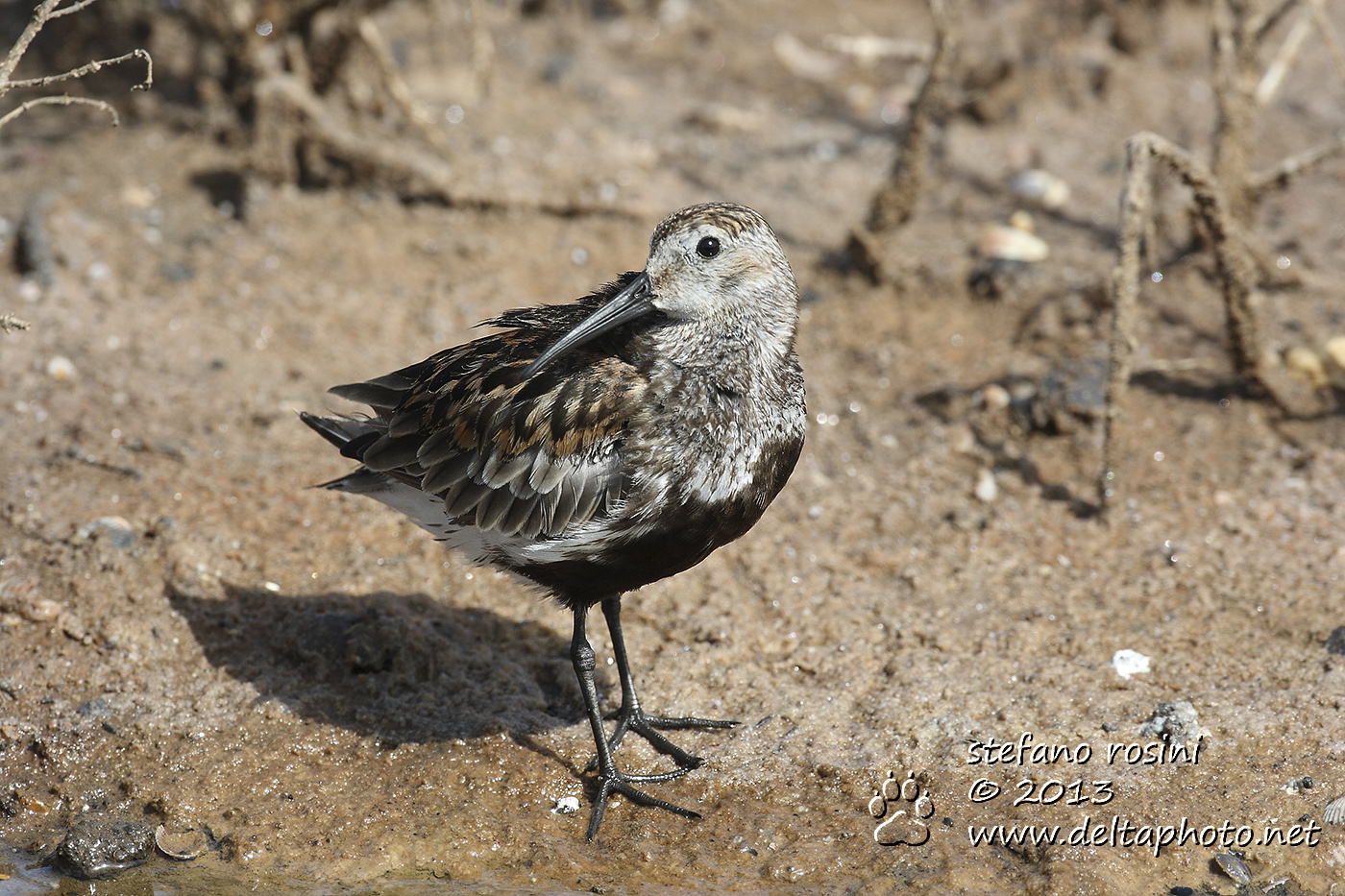 Piovanello pancianera (Calidris alpina, Linnaeus 1758)