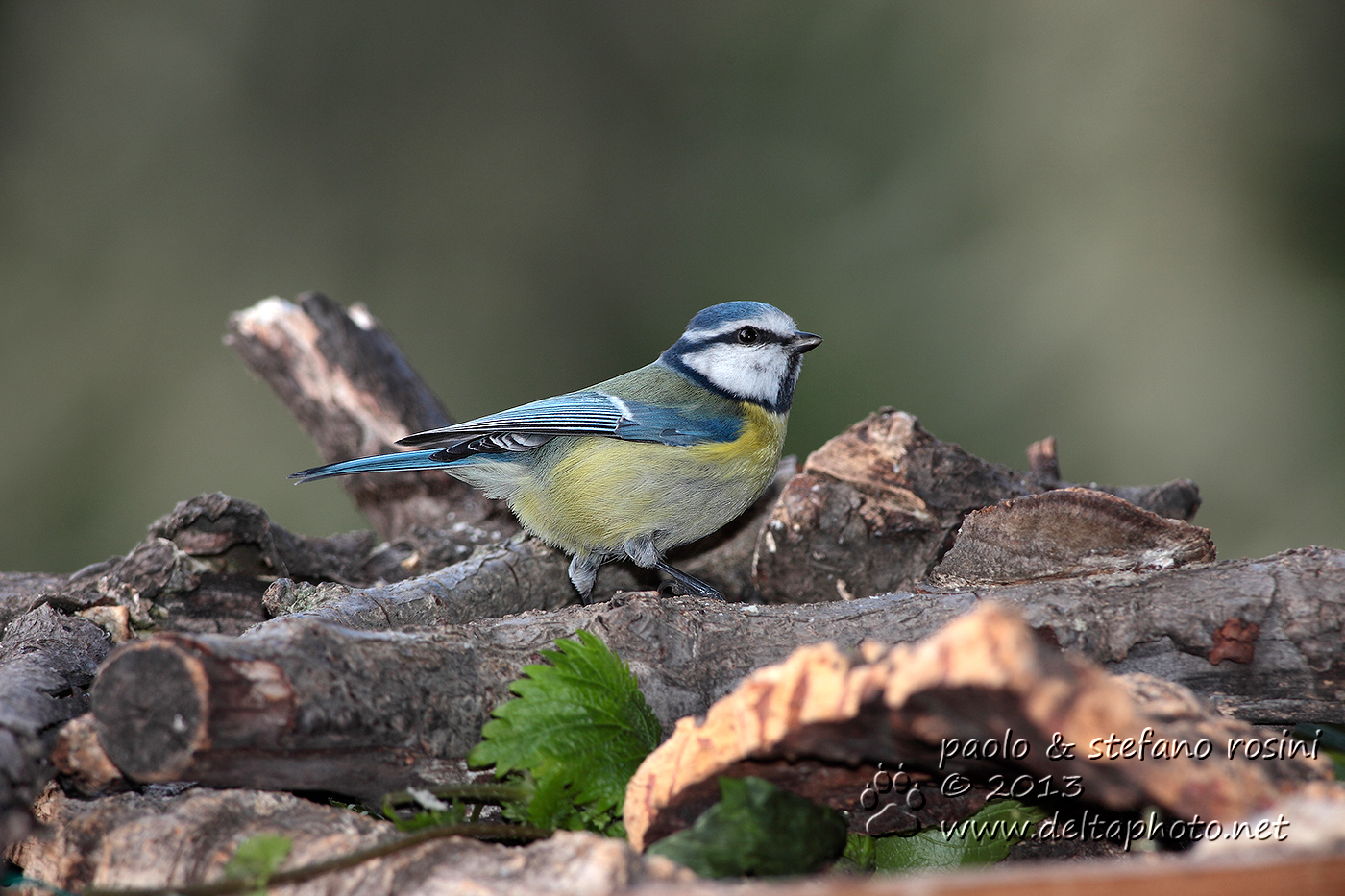 Cinciarella (Cyanistes caeruleus (Linnaeus, 1758))