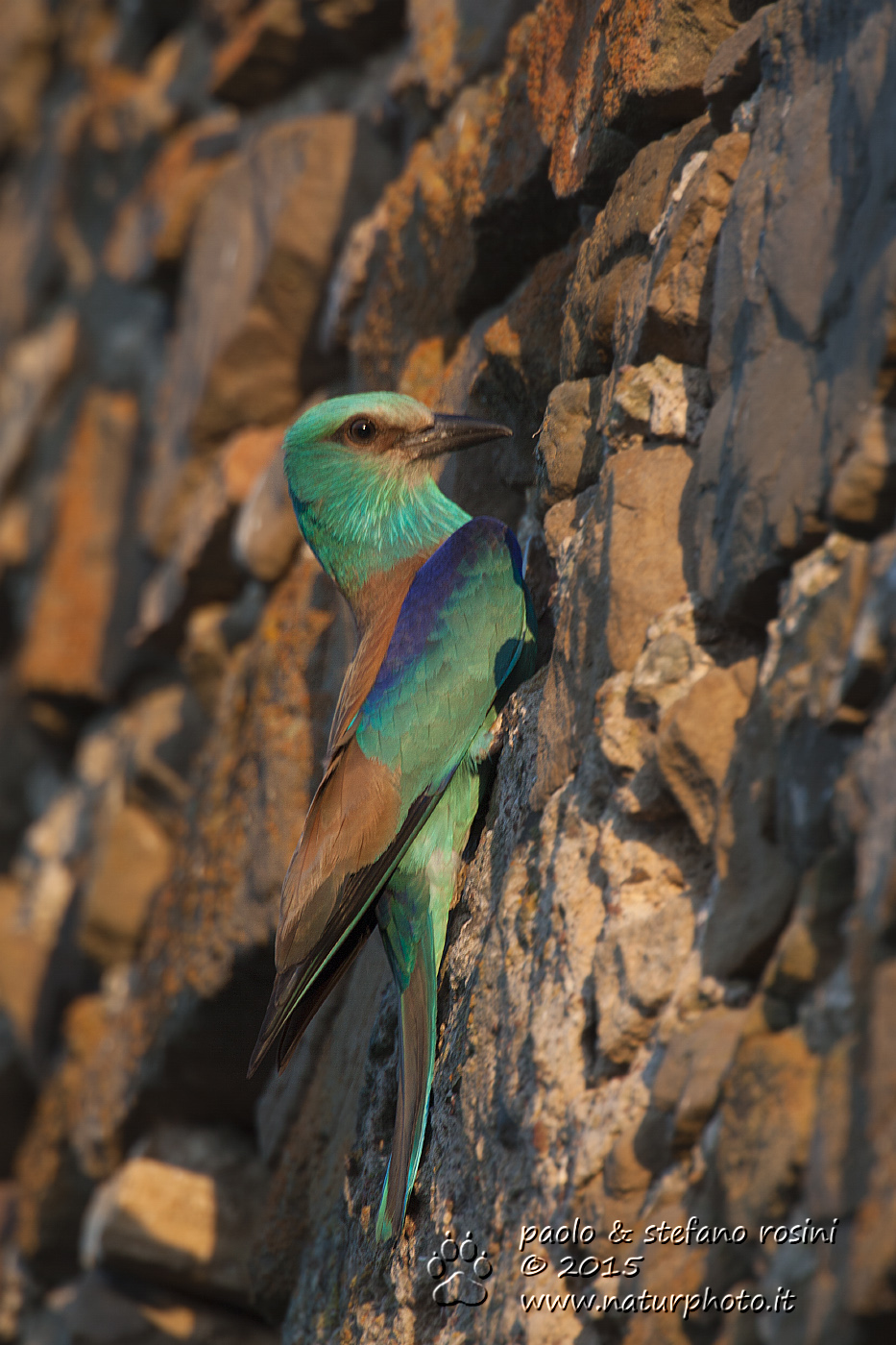 Ghiandaia marina ( Coracias garrulus )