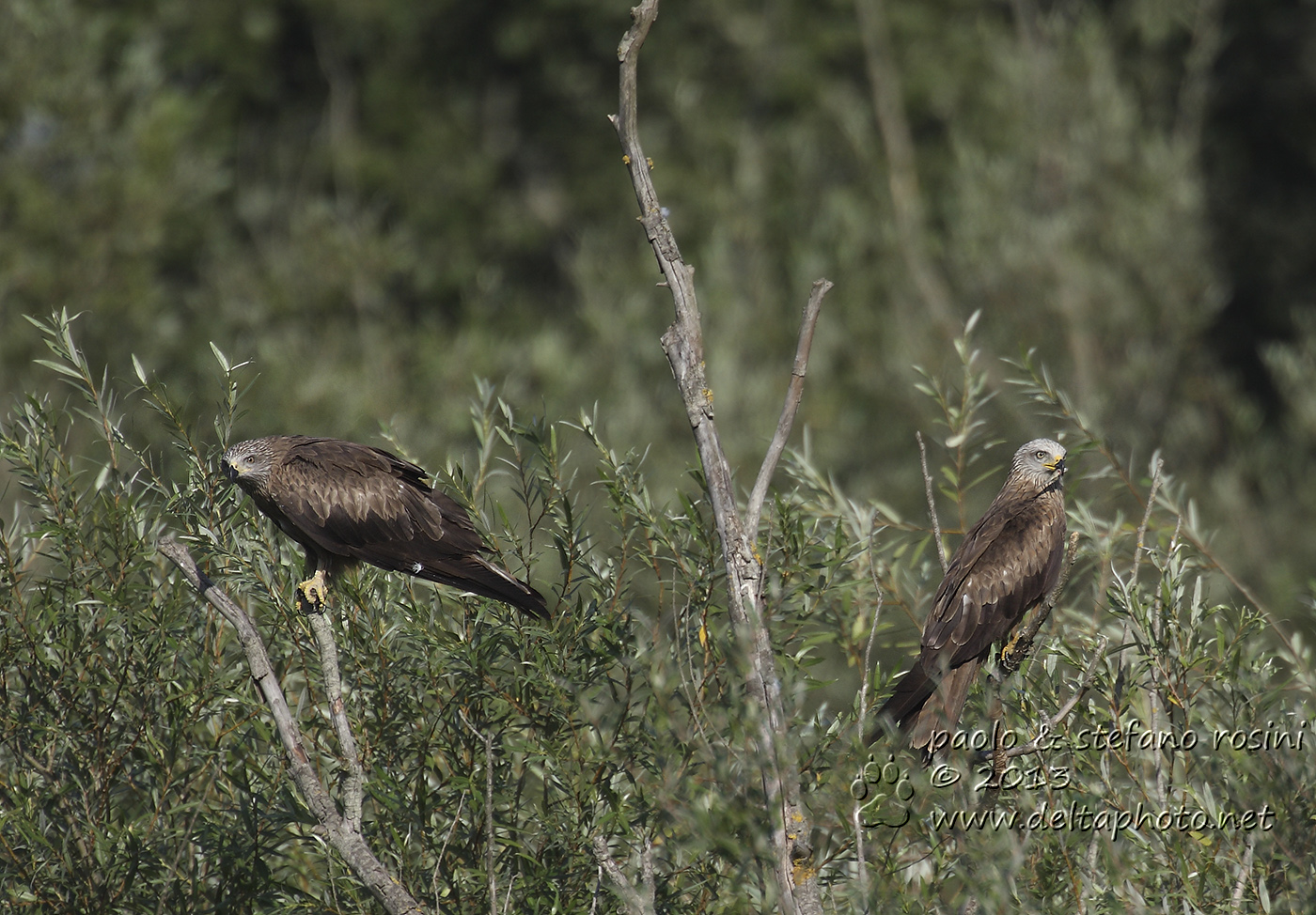 Nibbio bruno (Milvus migrans, Boddaert 1783)