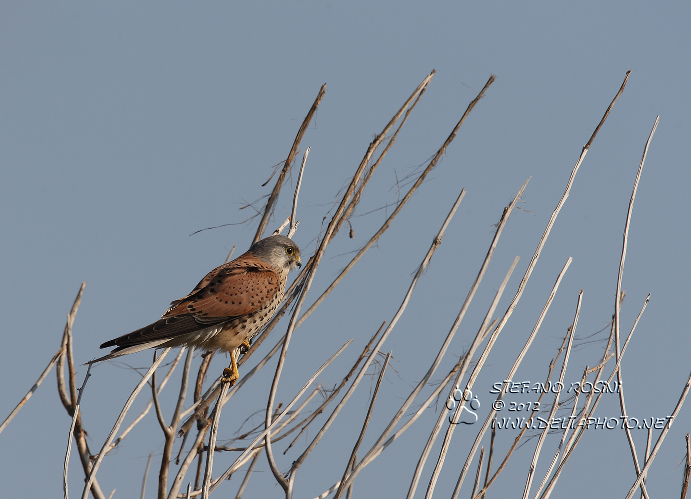 Gheppio ( Falco tinnunculus )