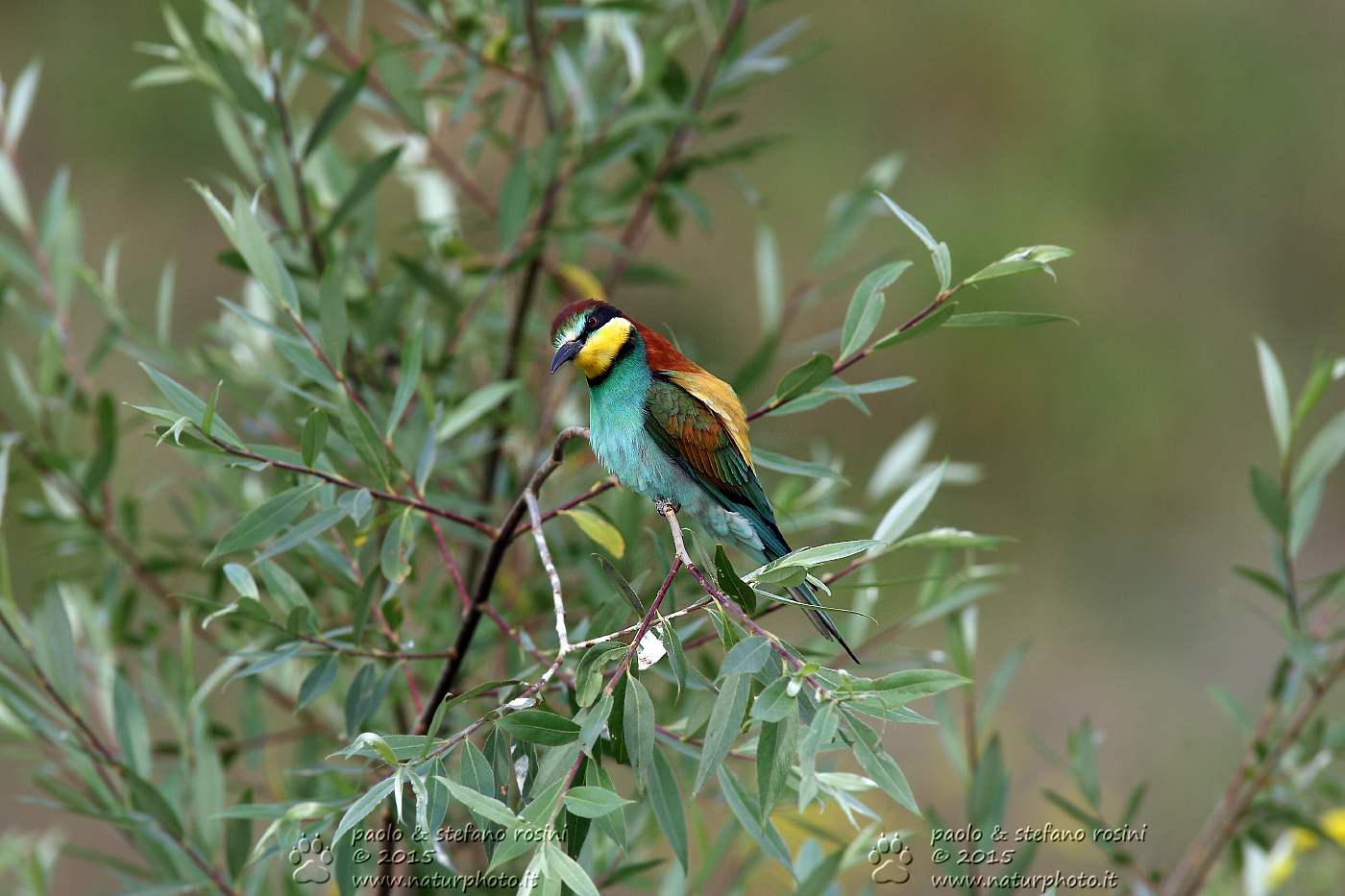 Gruccione ( Merops apiaster )