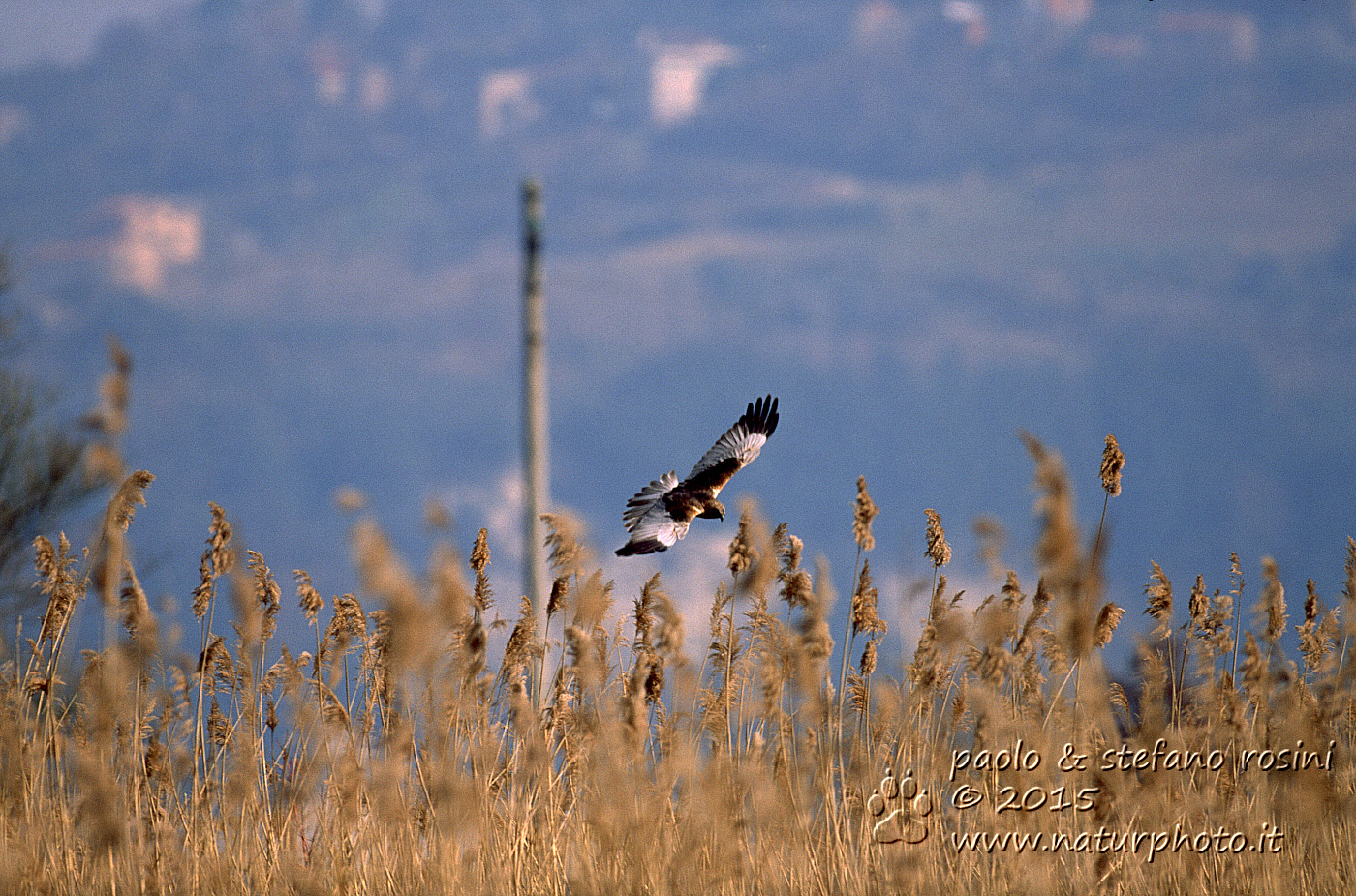 Falco palude maschio ( Circus aeruginosus )