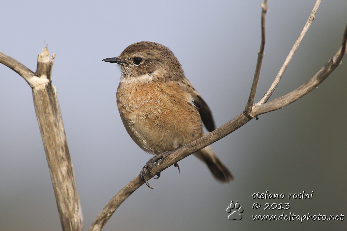 Saltimpalo (Saxicola torquatus)