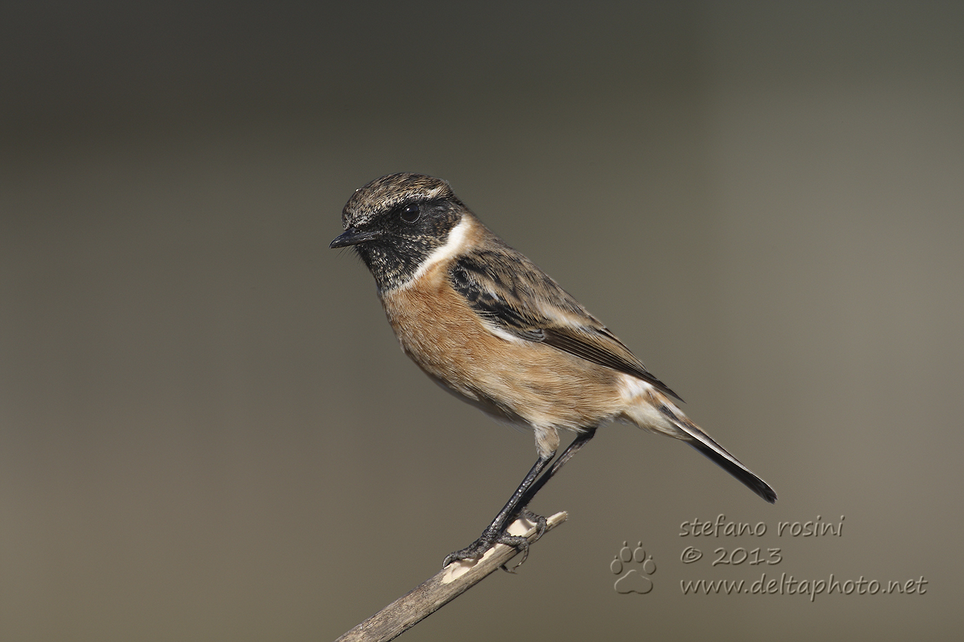 Saltimpalo (Saxicola torquata)