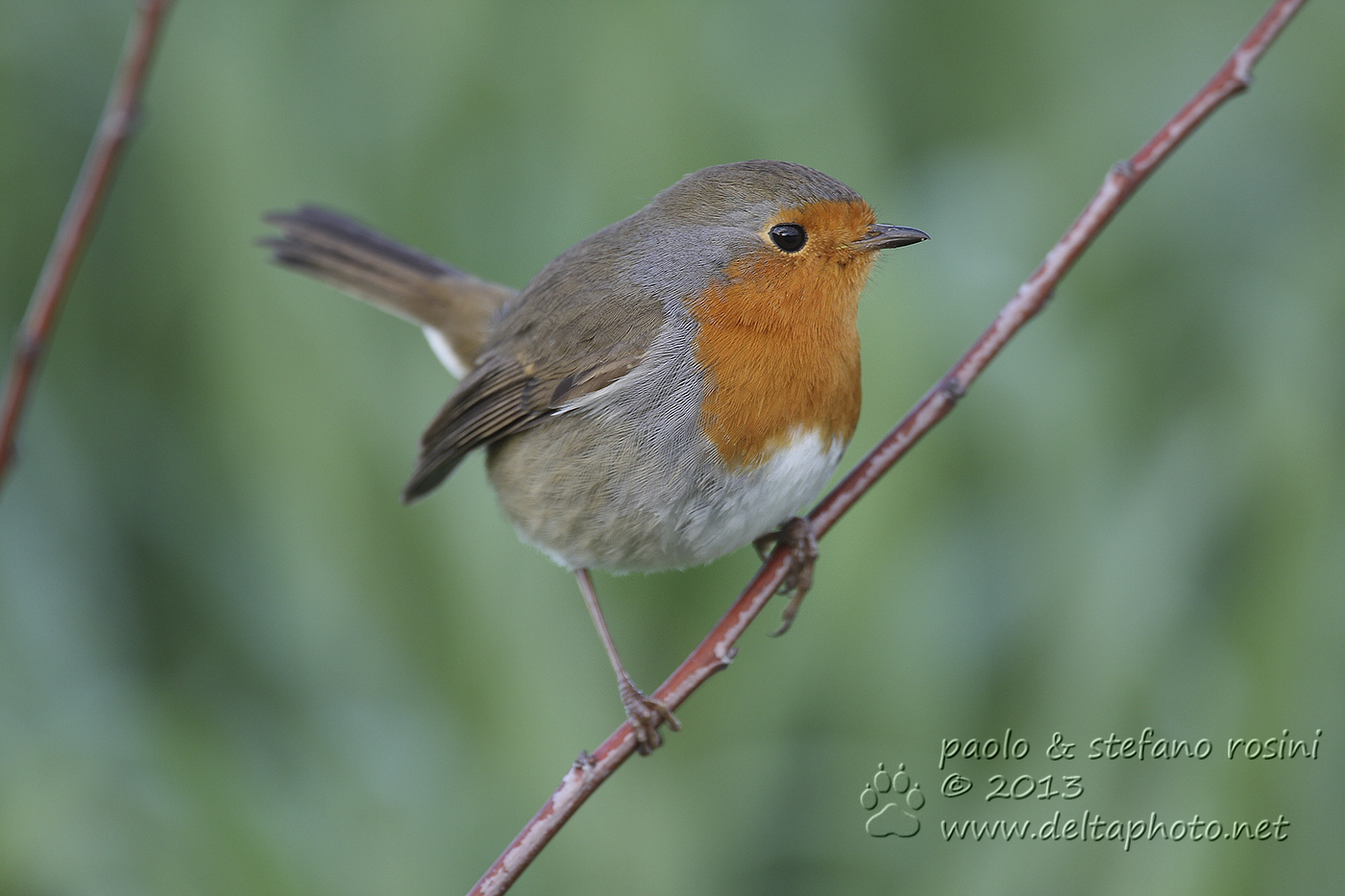 Pettirosso (Erithacus rubecula)