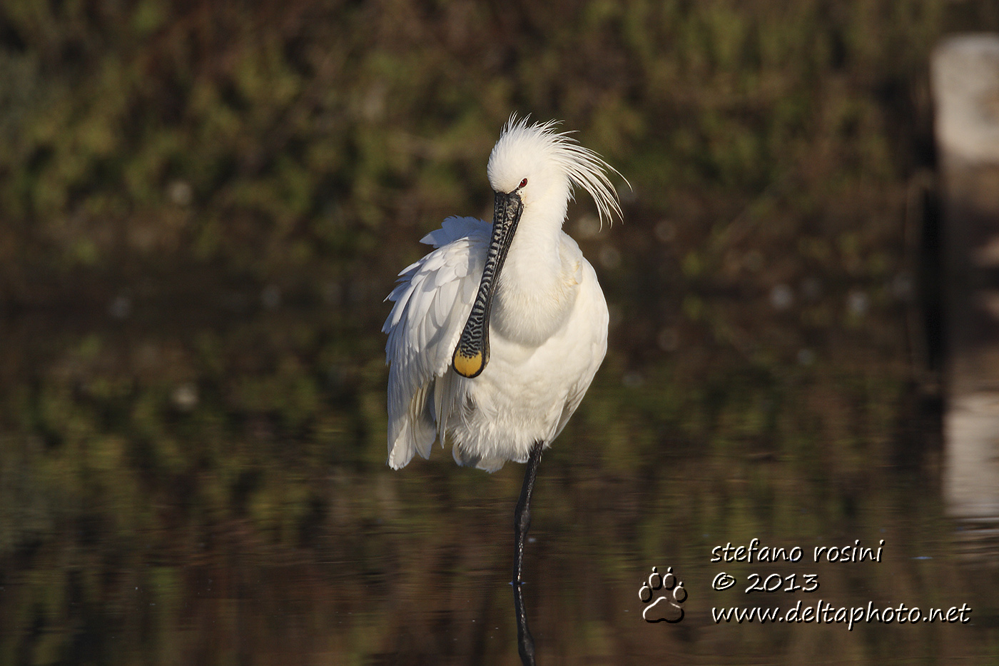 Spatola  (Platalea leucorodia Linnaeus, 1758)