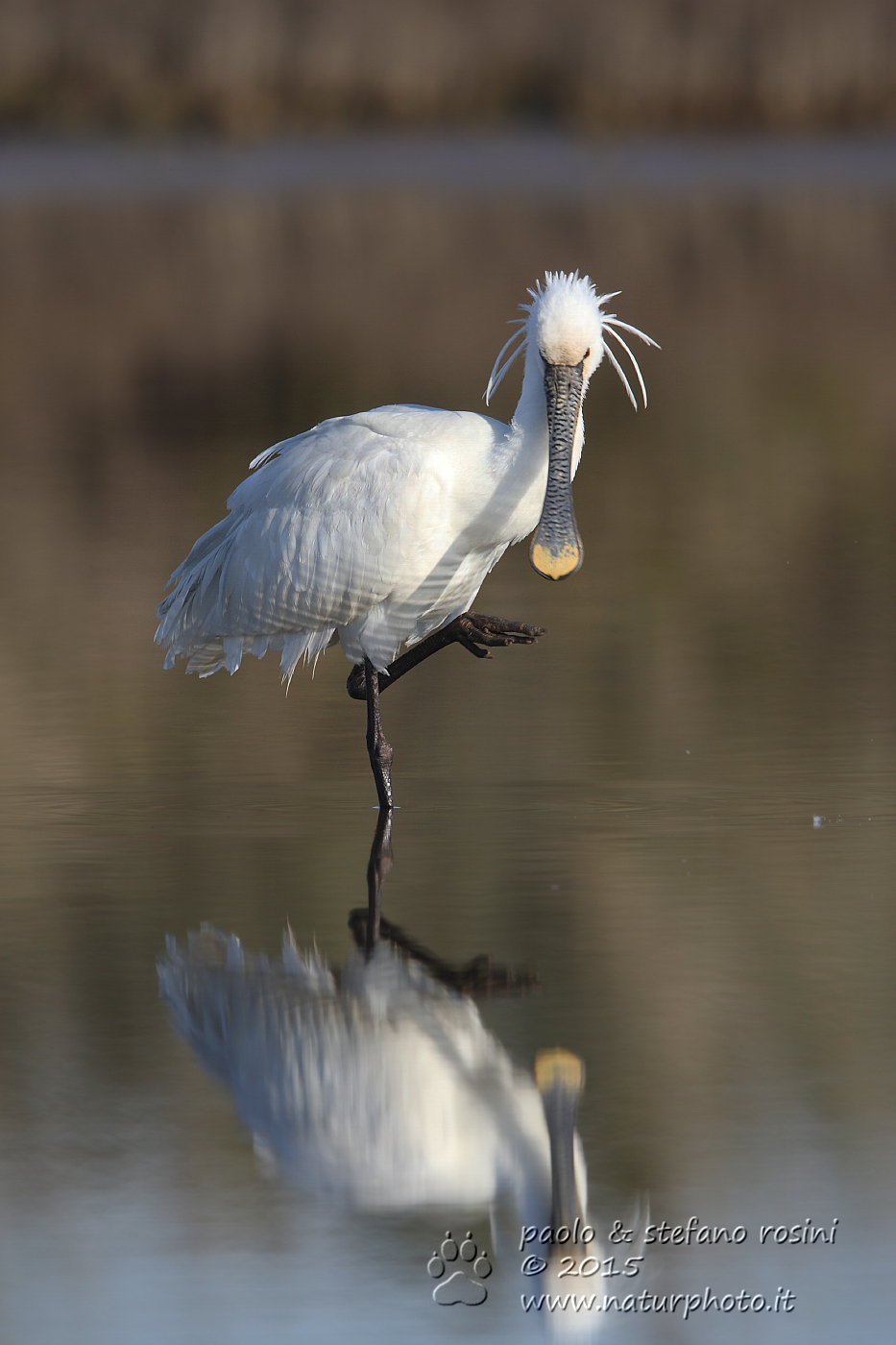 Spatola ( Platalea leucorodia )
