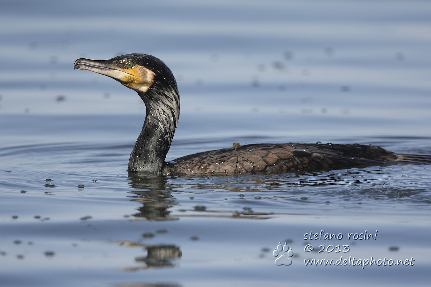 Cormorano (Phalacrocorax carbo)