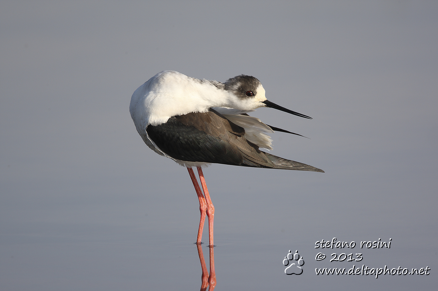 Cavaliere d'Italia ( Himantopus himantopus )