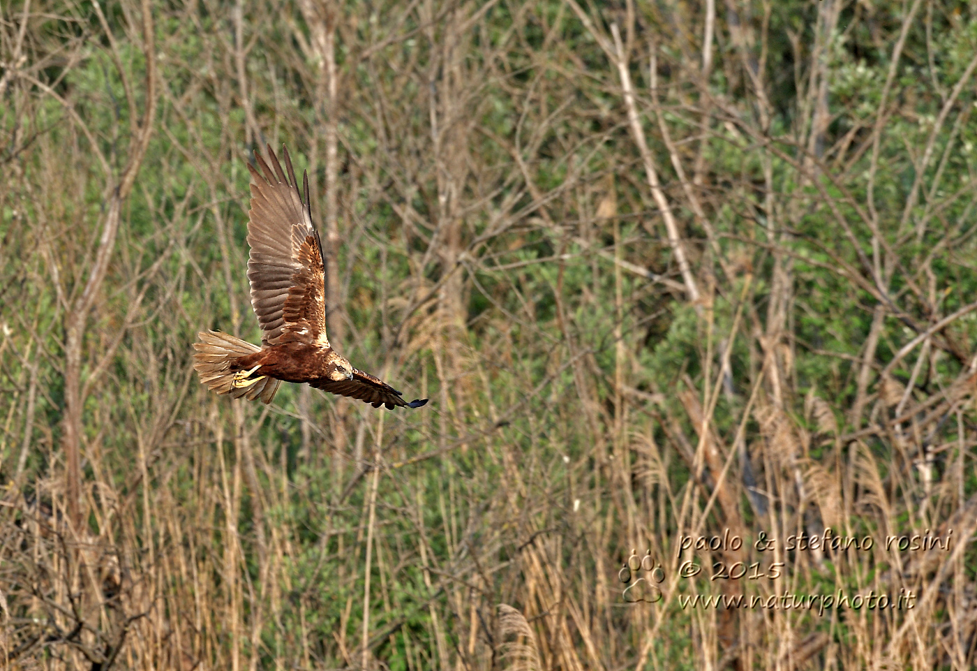 Falco di palude (Circus aeruginosus )