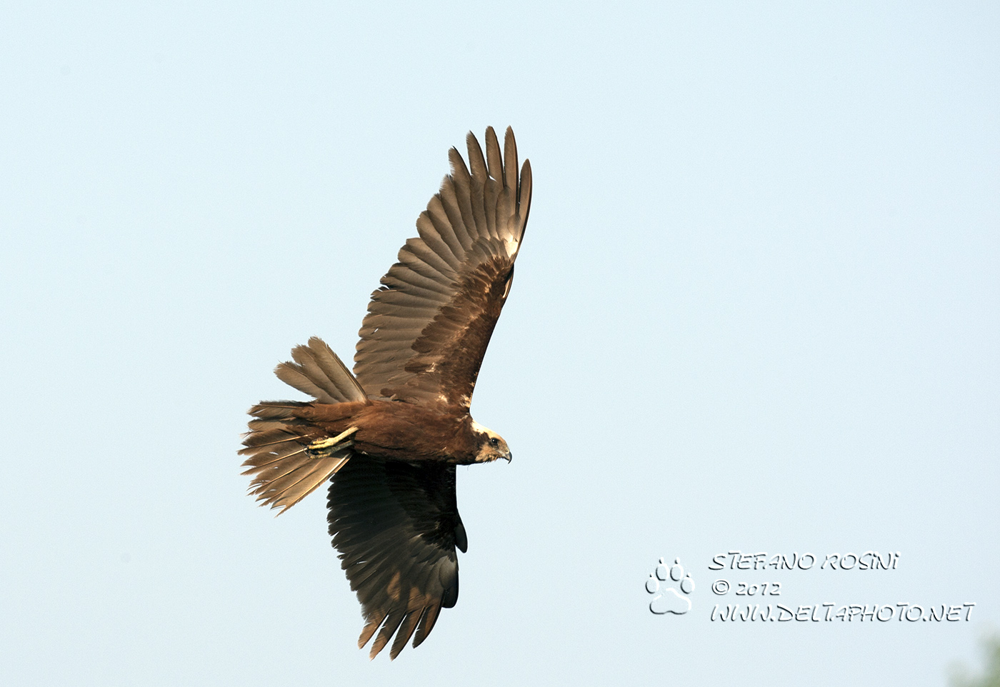 Falco di palude ( Circus aeruginosus )