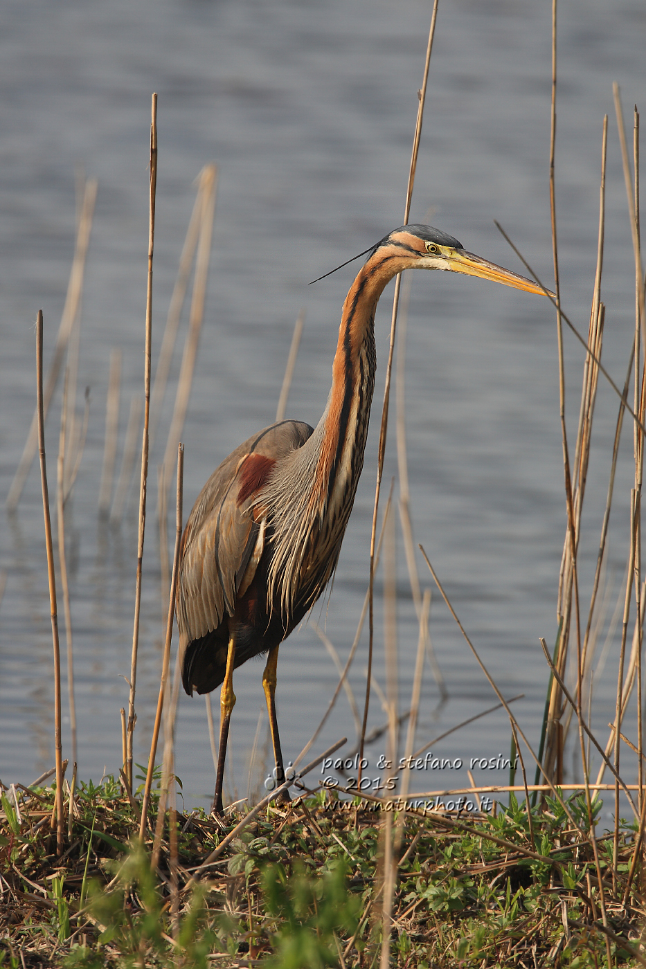 Airone rosso ( Ardea purpurea )
