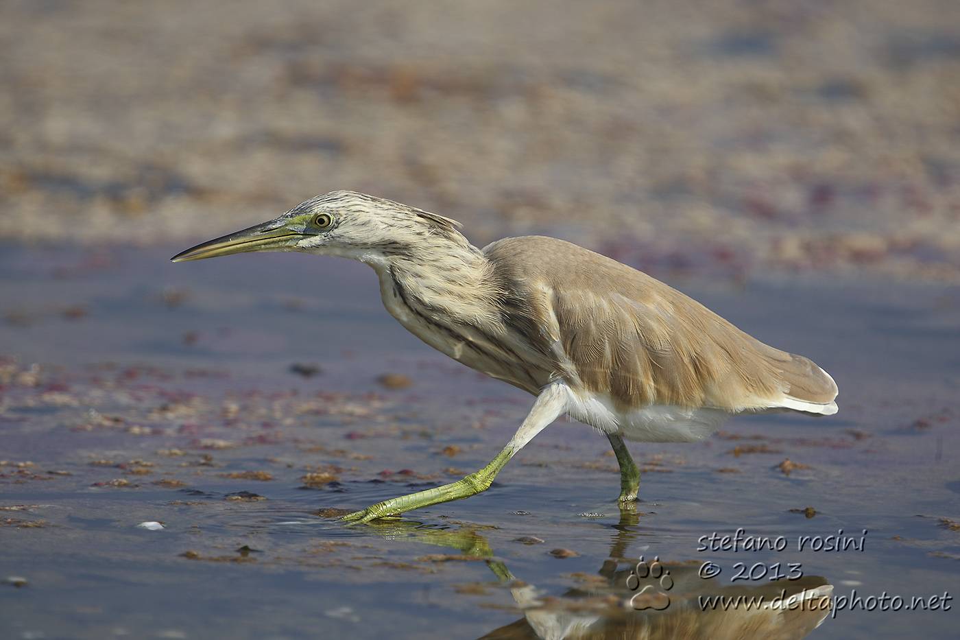 Sgarza ciuffetto ( Ardeola ralloides )