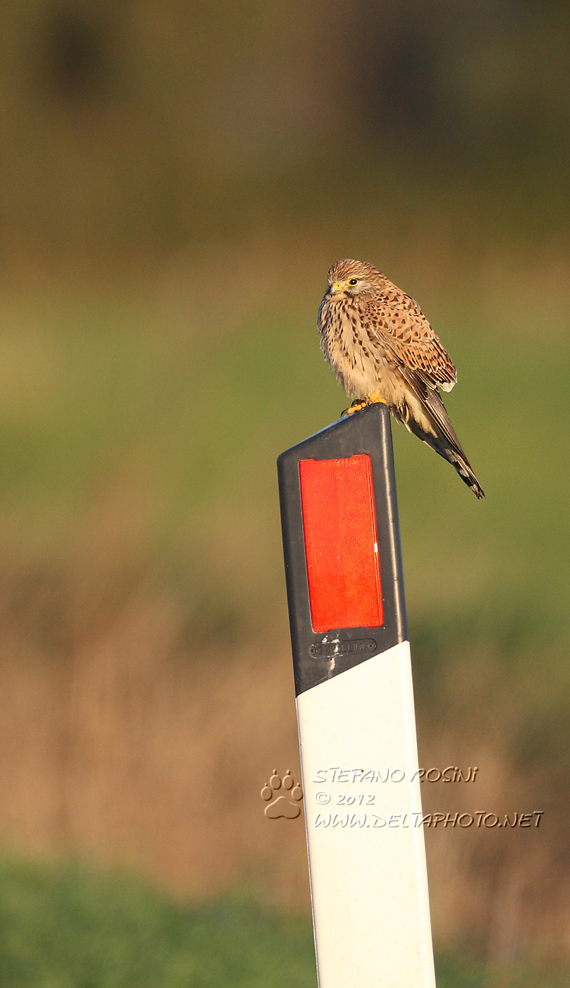 Gheppio ( Falco tinnunculus )