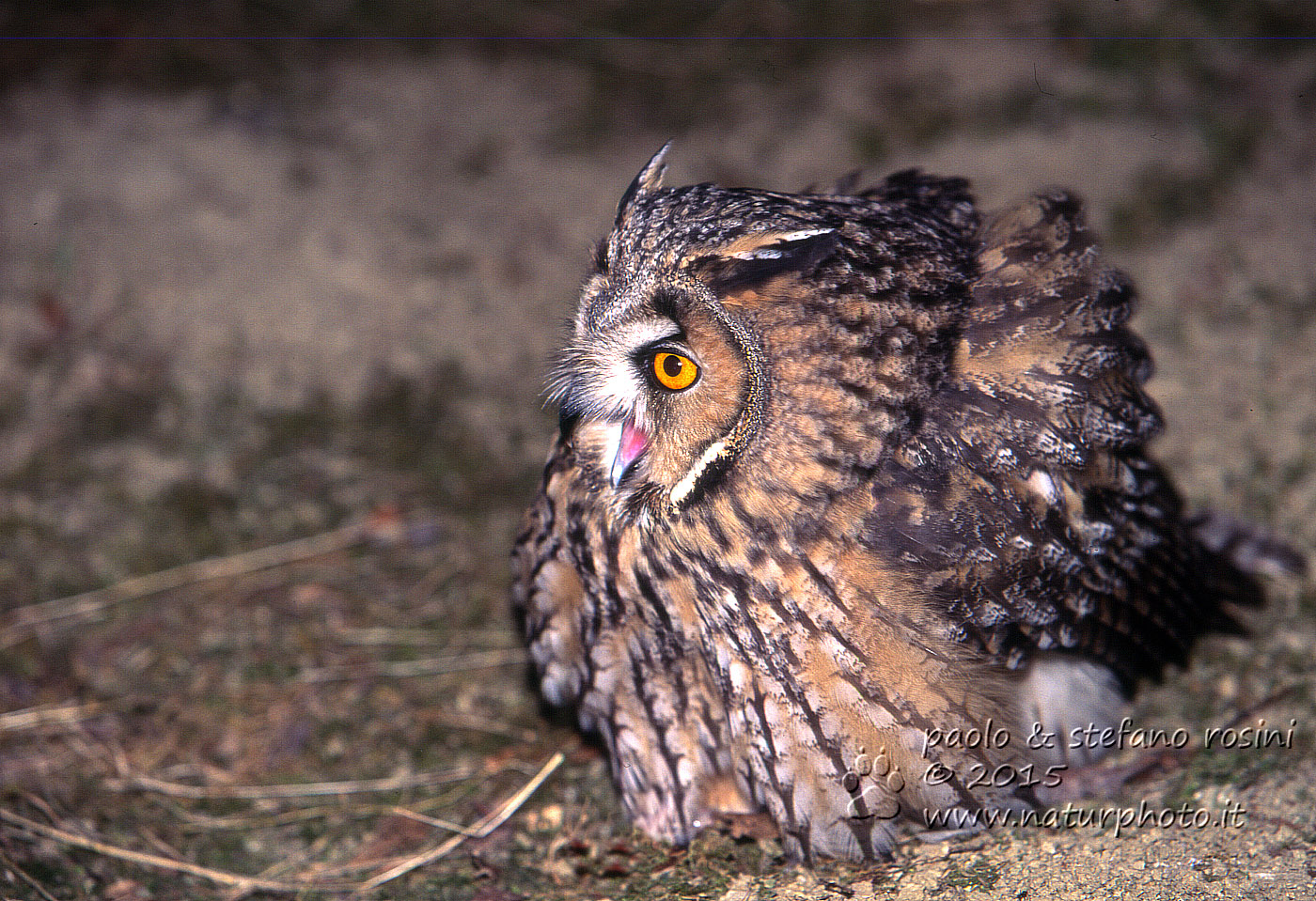 Gufo comune  (Asio otus (Linnaeus, 1758))
