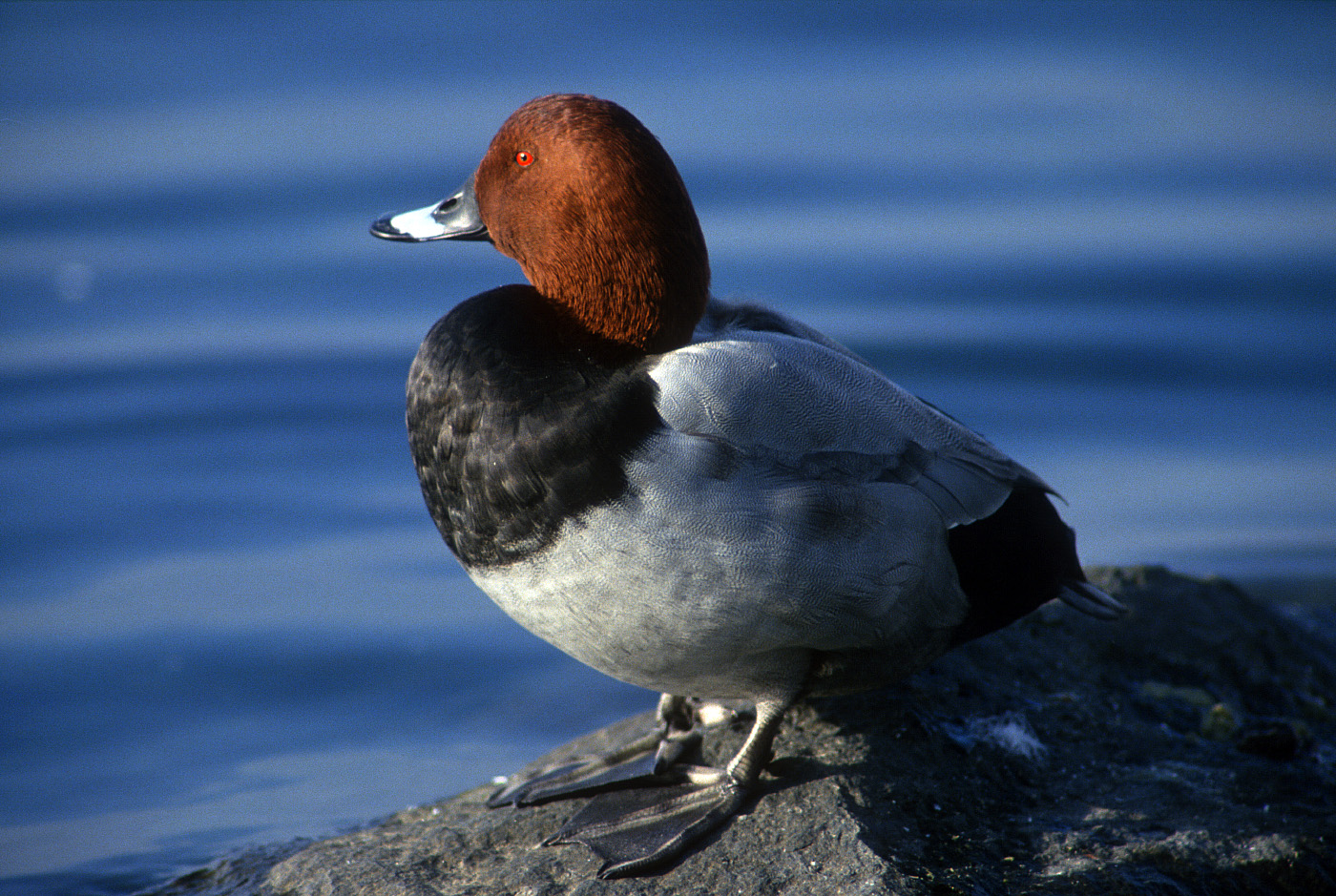 Moriglione m. ( Aythya ferina )