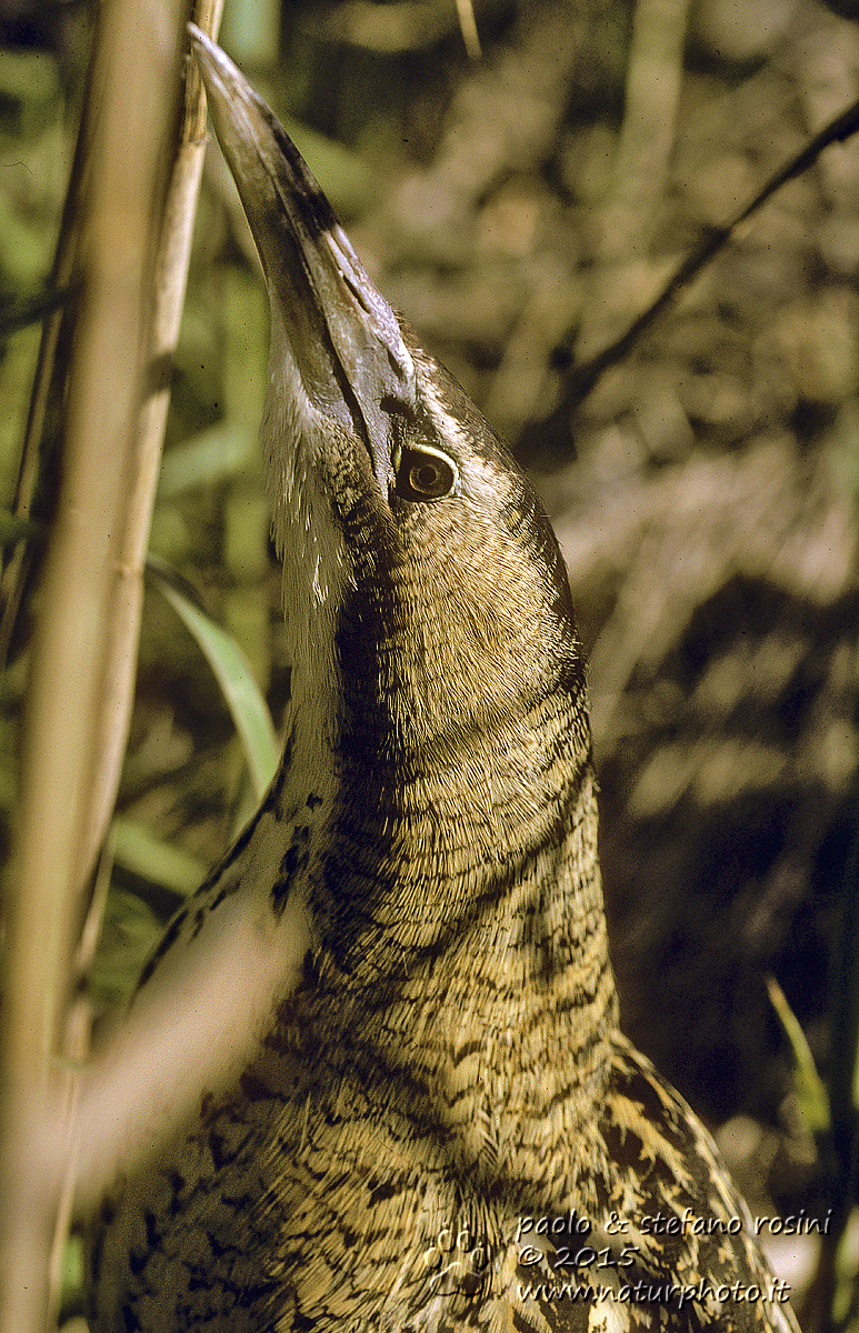 Tarabuso ( Botaurus stellaris )