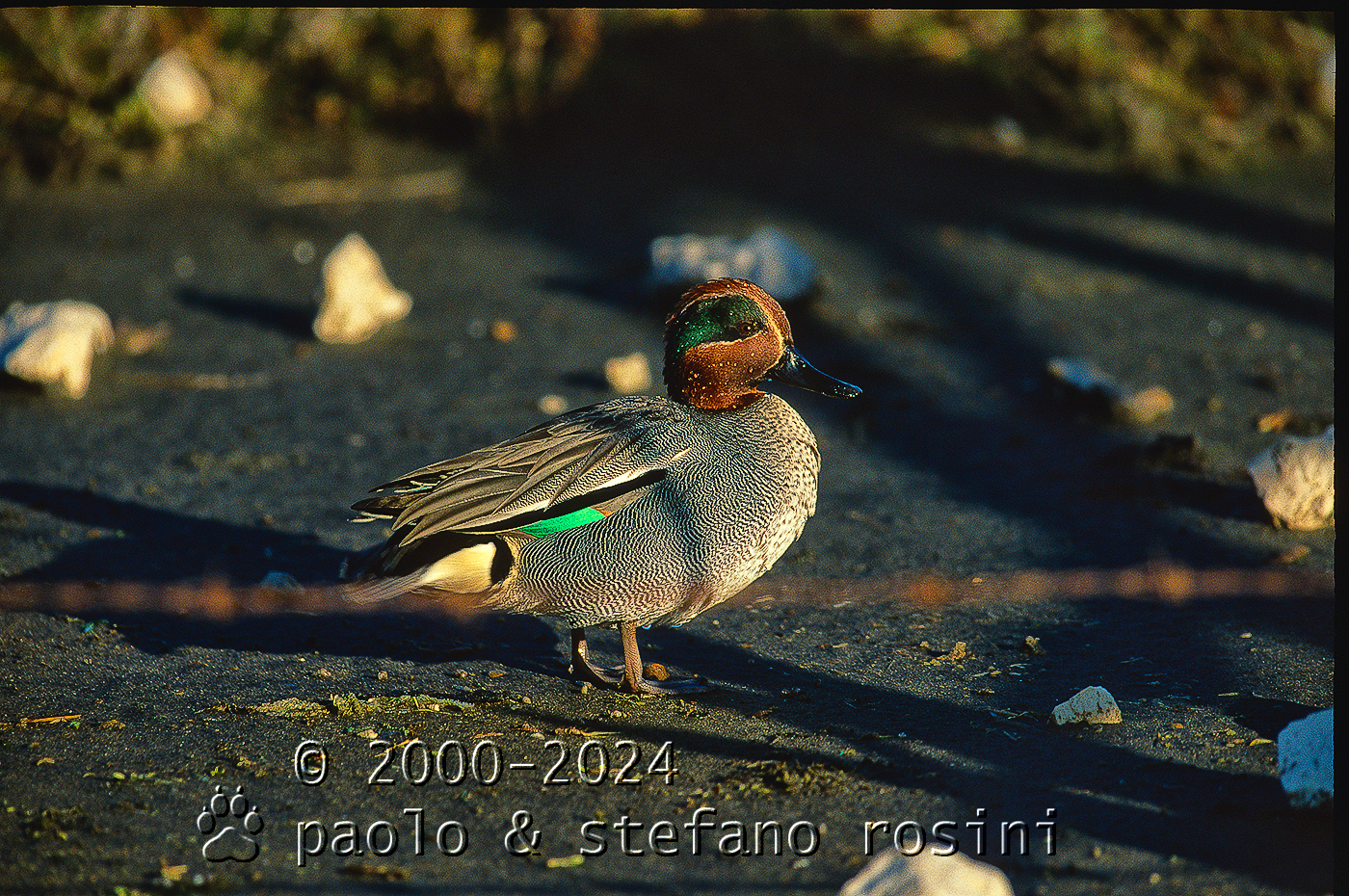 Alzavola ( Anas crecca )