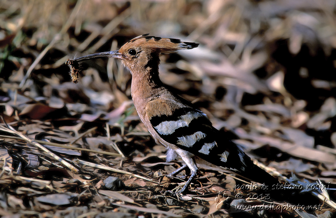 Upupa ( Upupa epops)