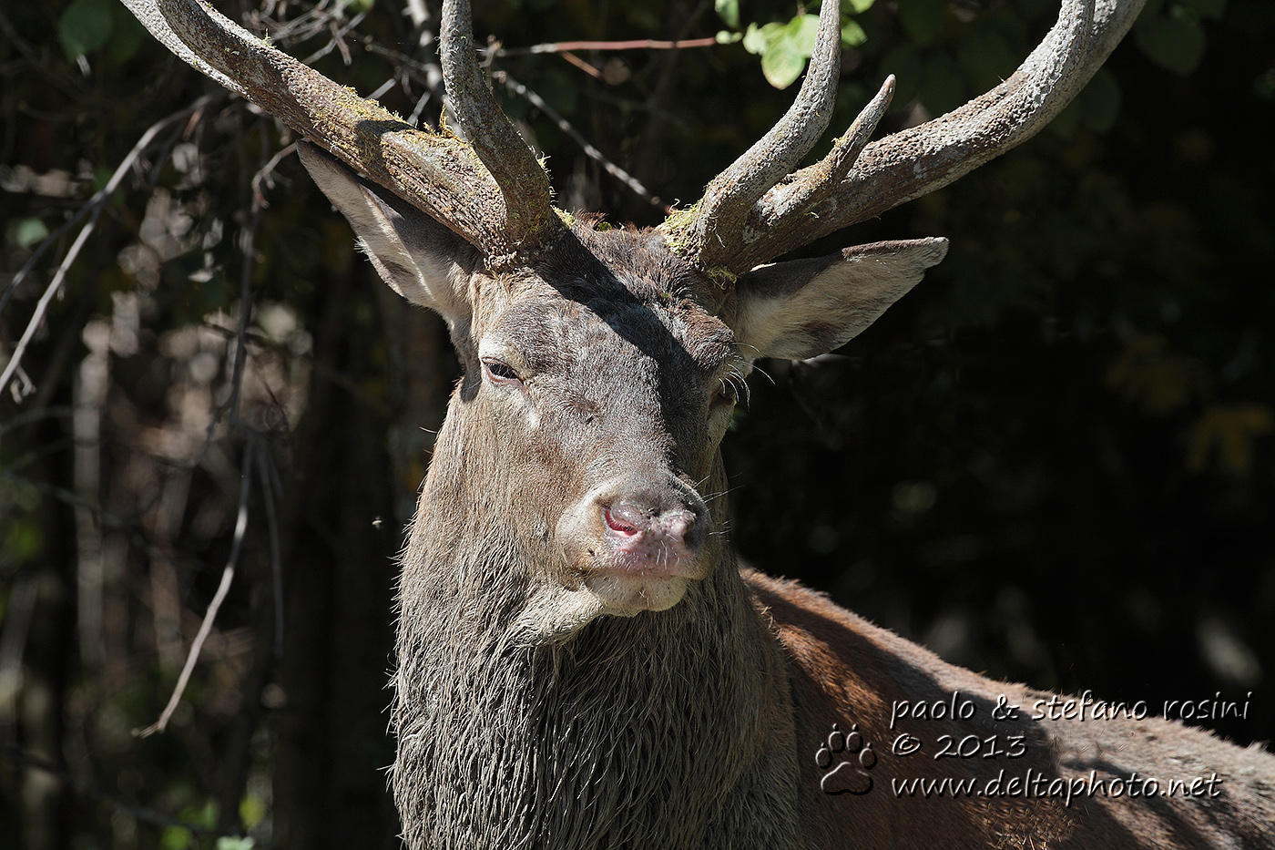 Cervo ( Cervus elaphus )