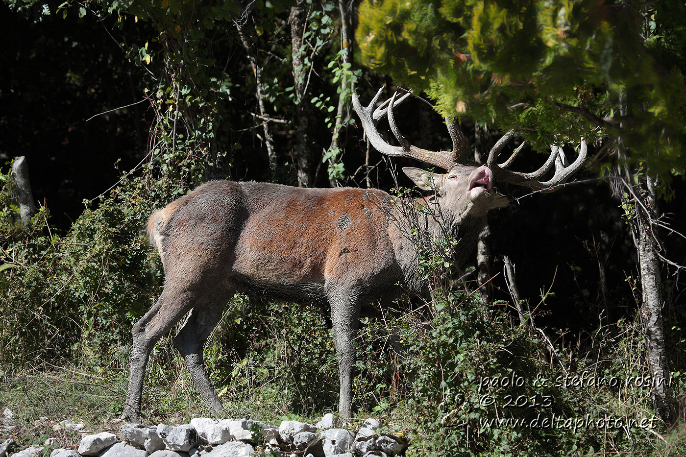 Cervo ( Cervus elaphus )
