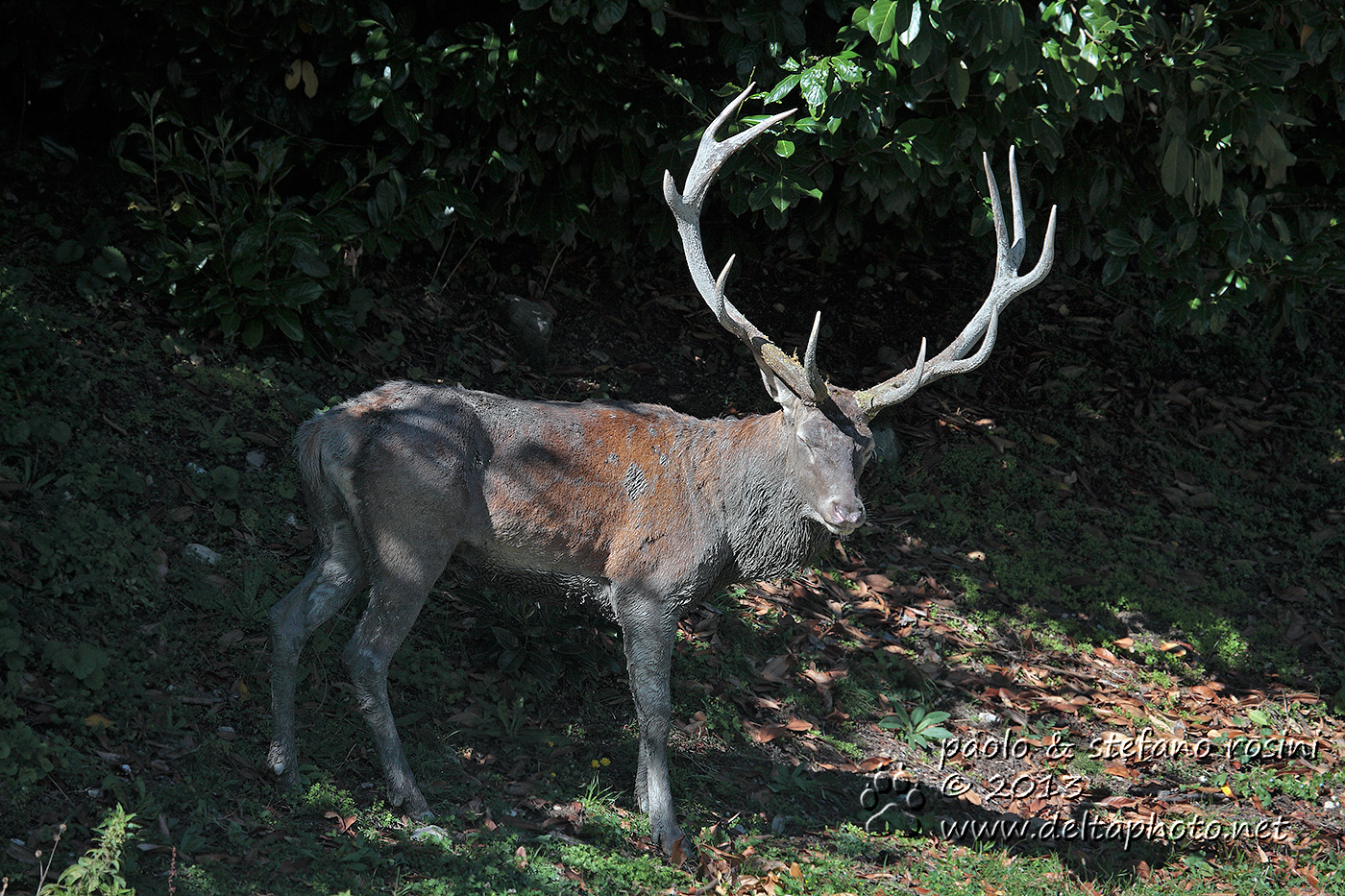 Cervo ( Cervus elaphus )