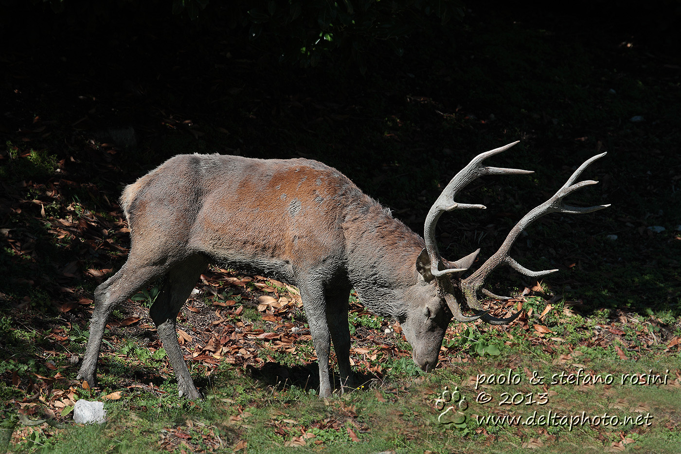 Cervo ( Cervus elaphus )