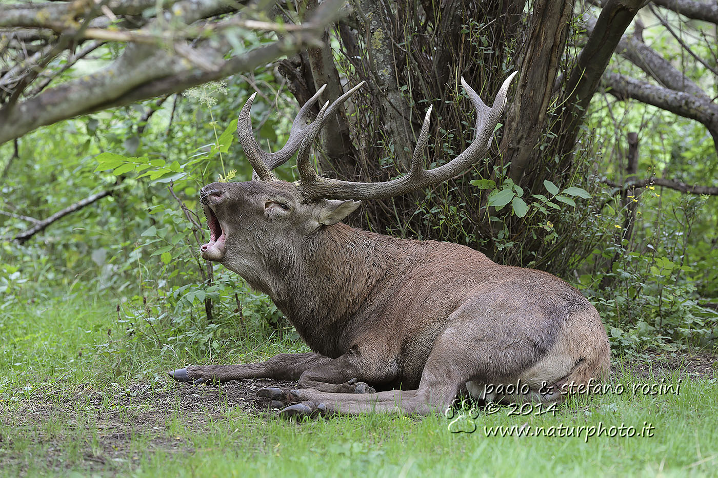 Cervo ( Cervus elaphus )