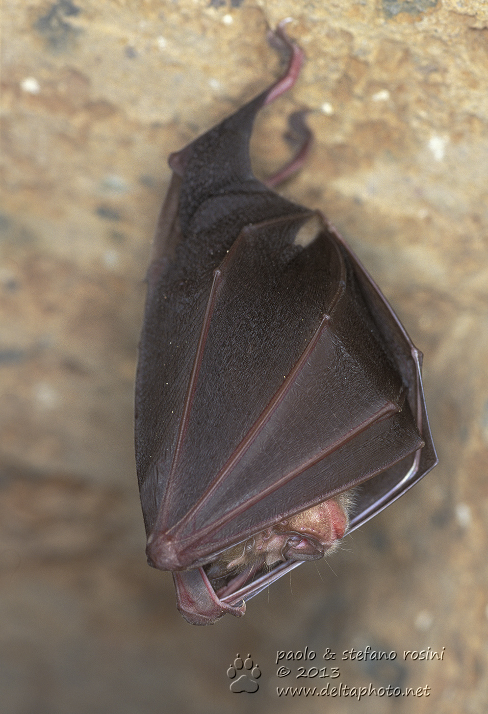Rinolofo maggiore o Ferro di cavallo (Rhinolophus ferrumequinum Schreber, 1774)