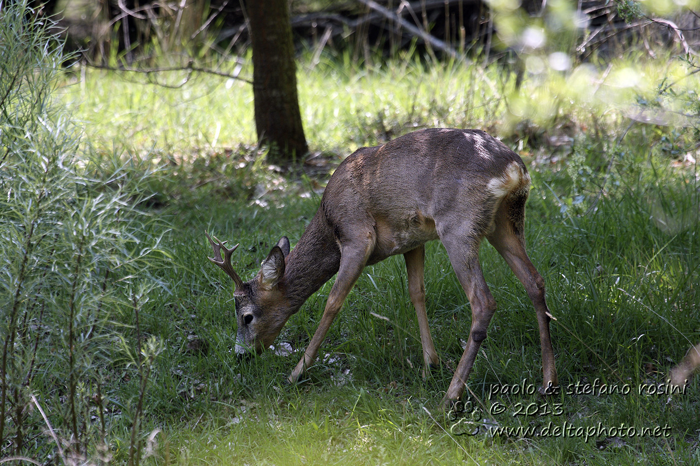 Capriolo (Capreolus capreolus, Linnaeus 1758)