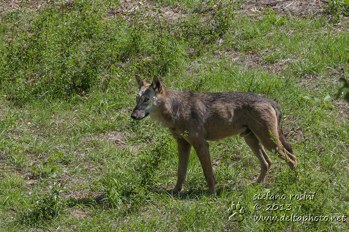 Lupo ( Canis lupus )