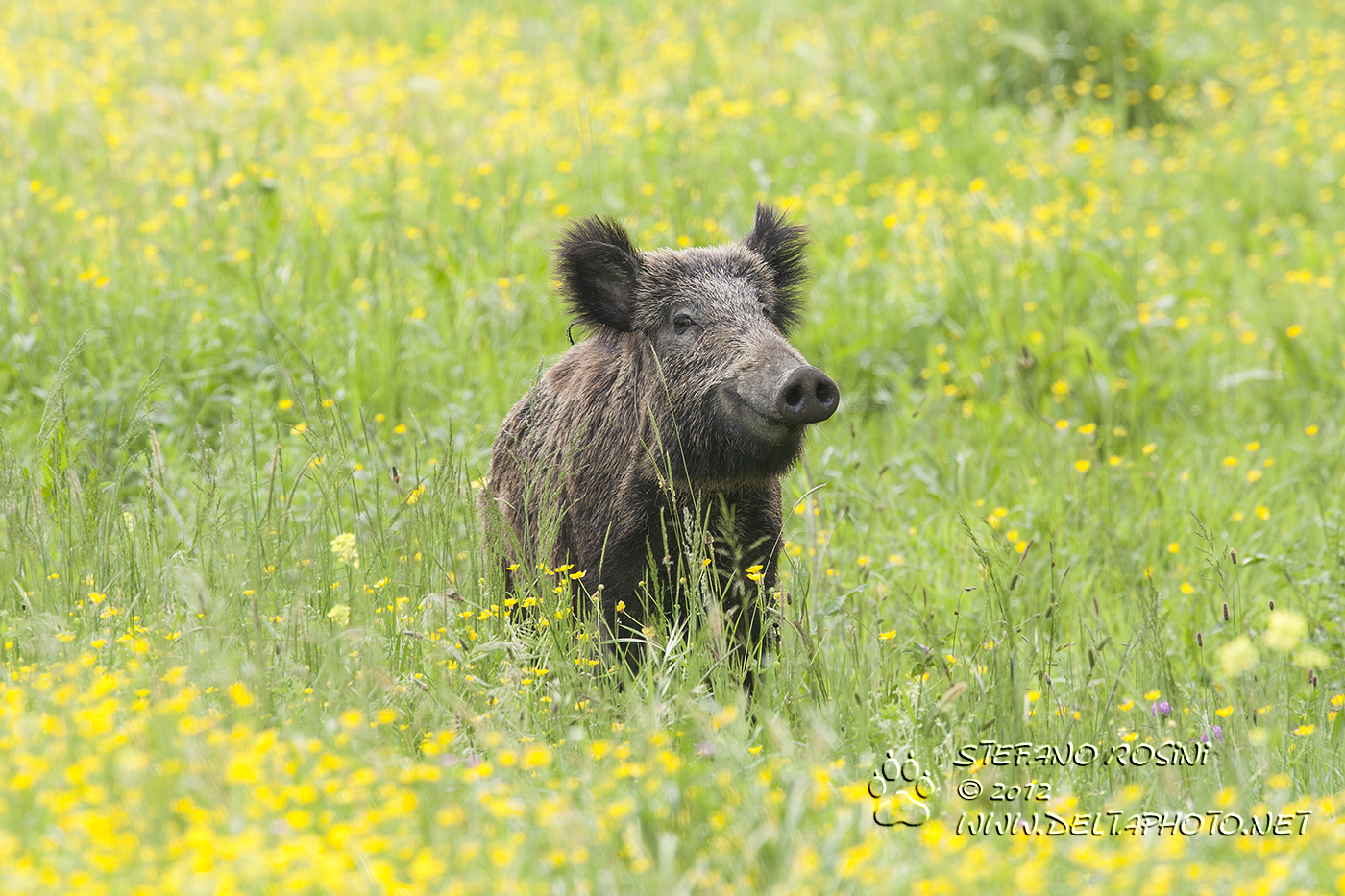 Cinghiale ( sus scrofa )