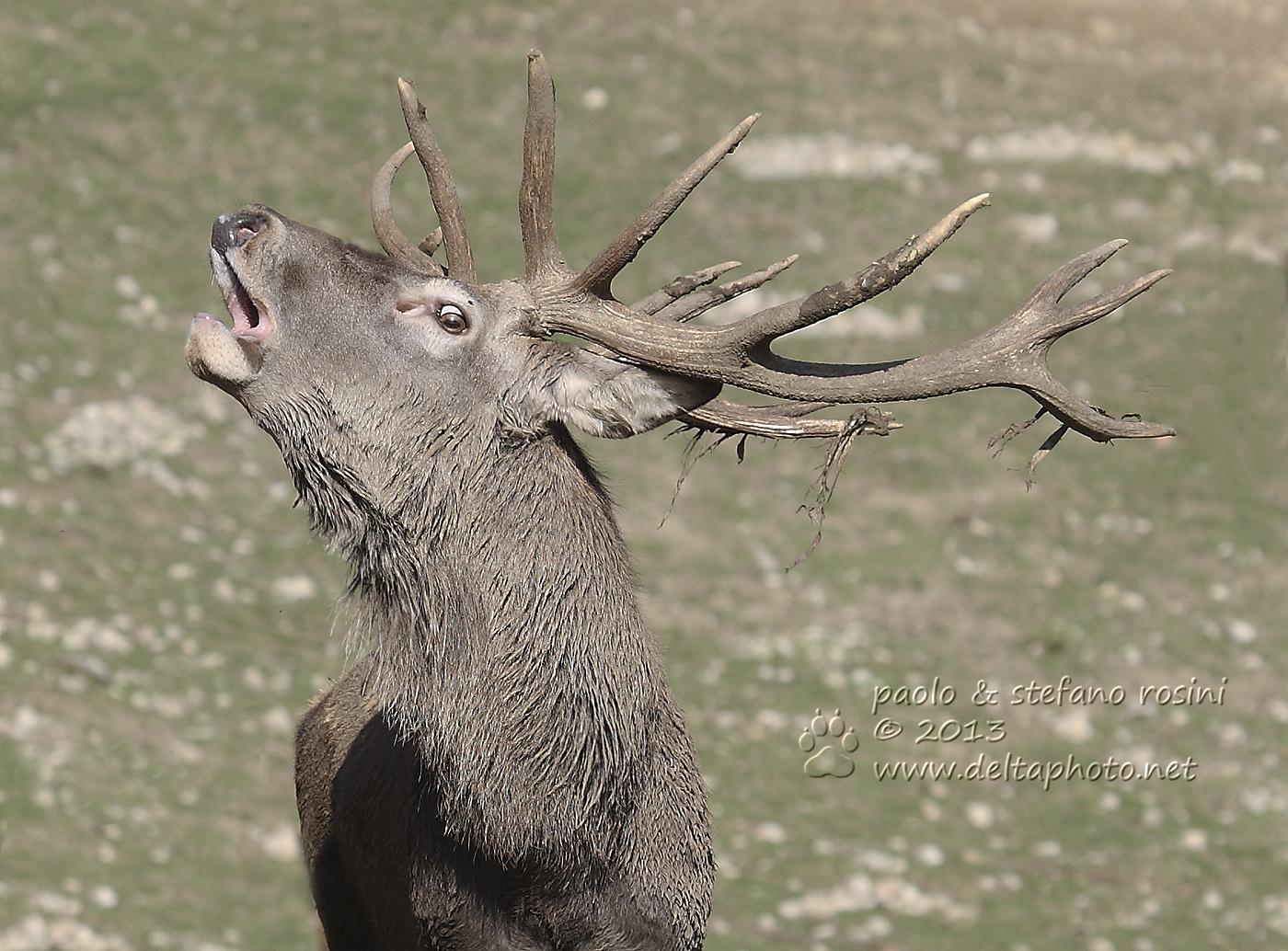 Cervo ( Cervus elaphus )