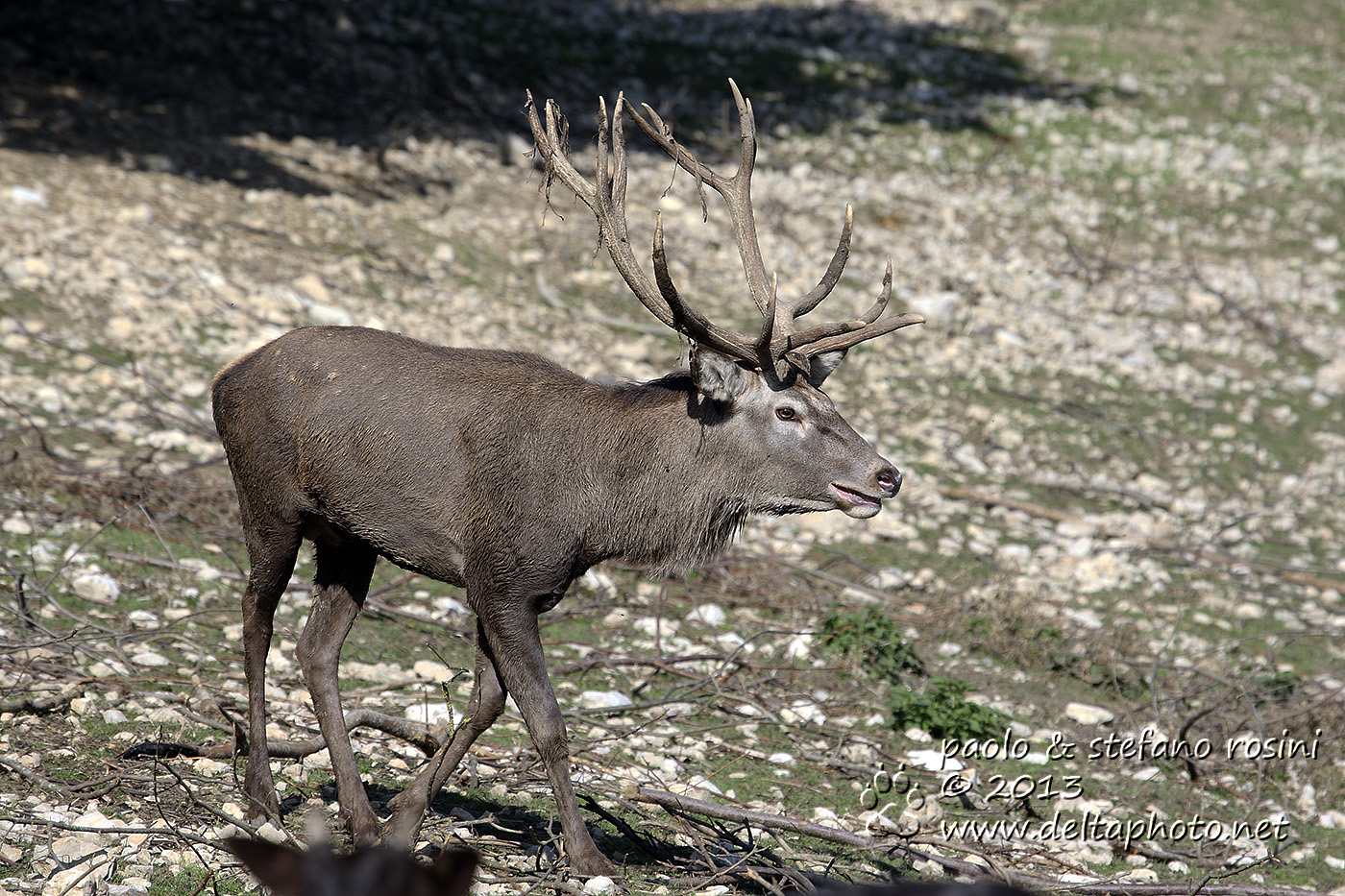 Cervo ( Cervus elaphus )