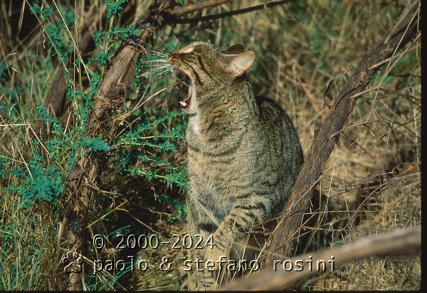 Gatto selvatico ( Felis silvestris )