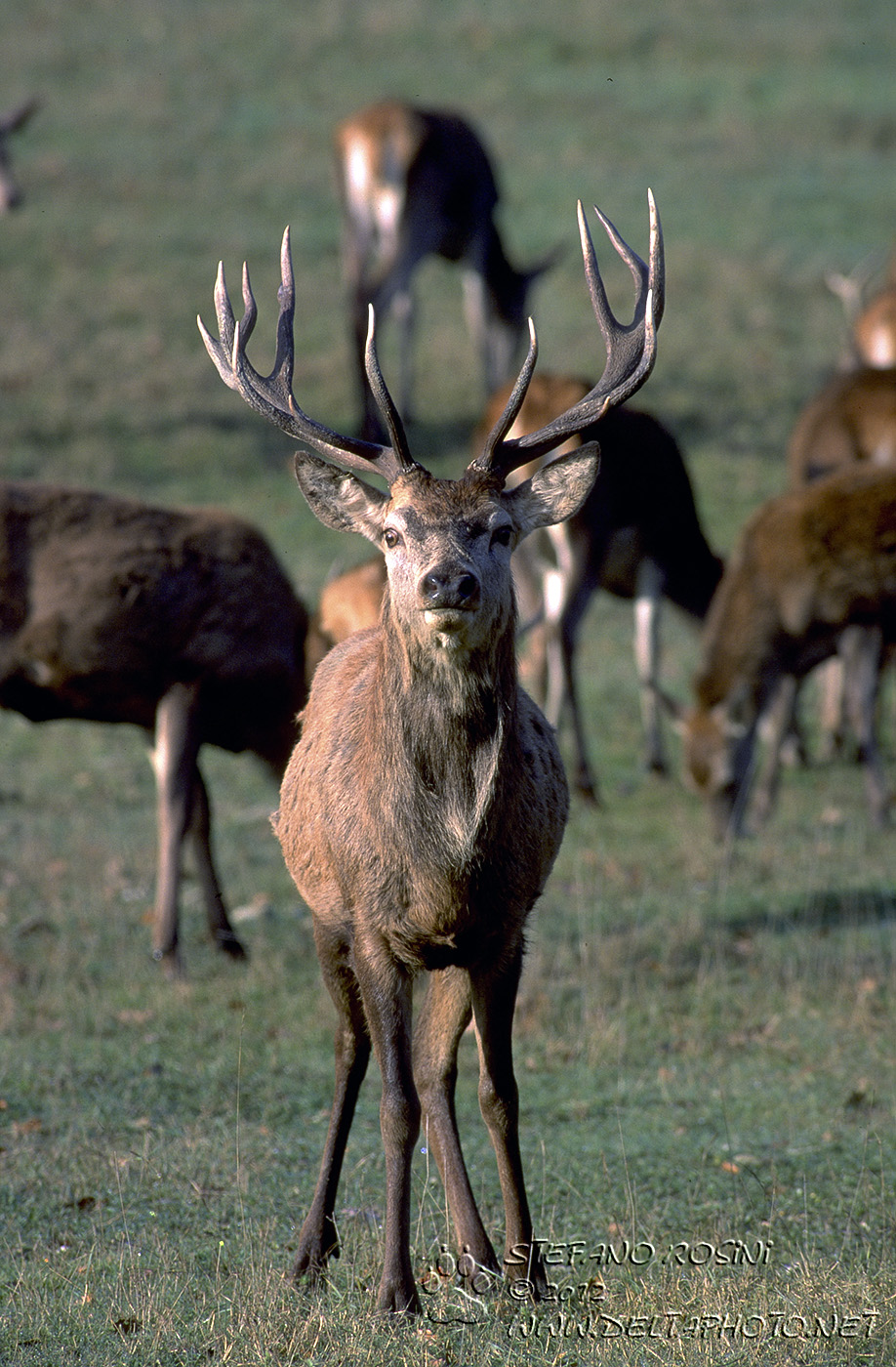Cervo ( Cervus elaphus )