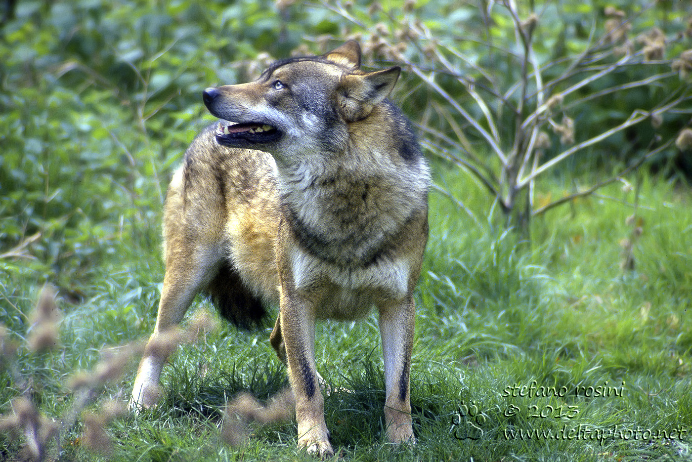 Lupo ( Canis lupus )
