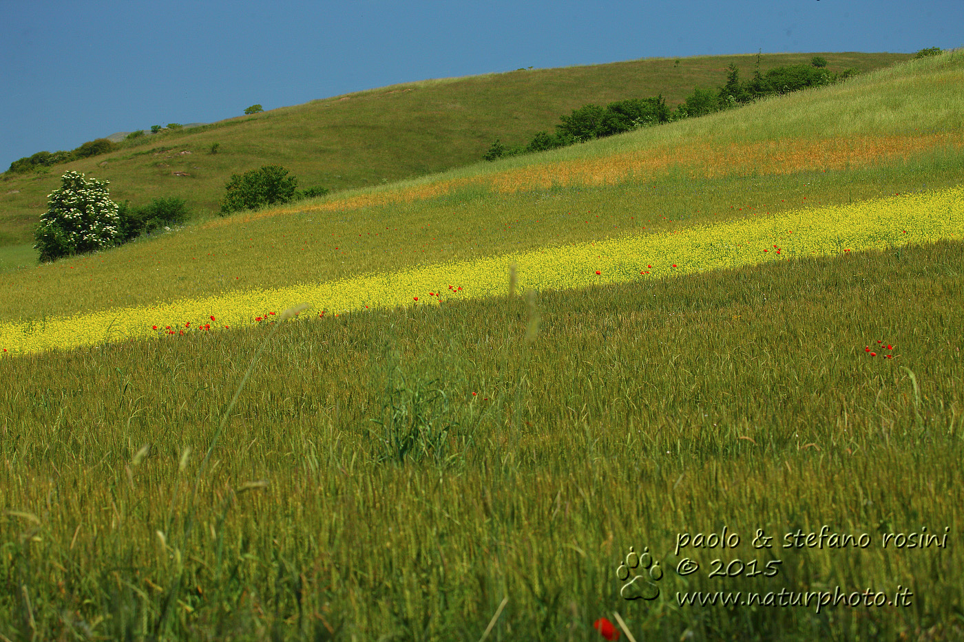 Oasi Palude di Colfiorito - vista verso   Monte Orve