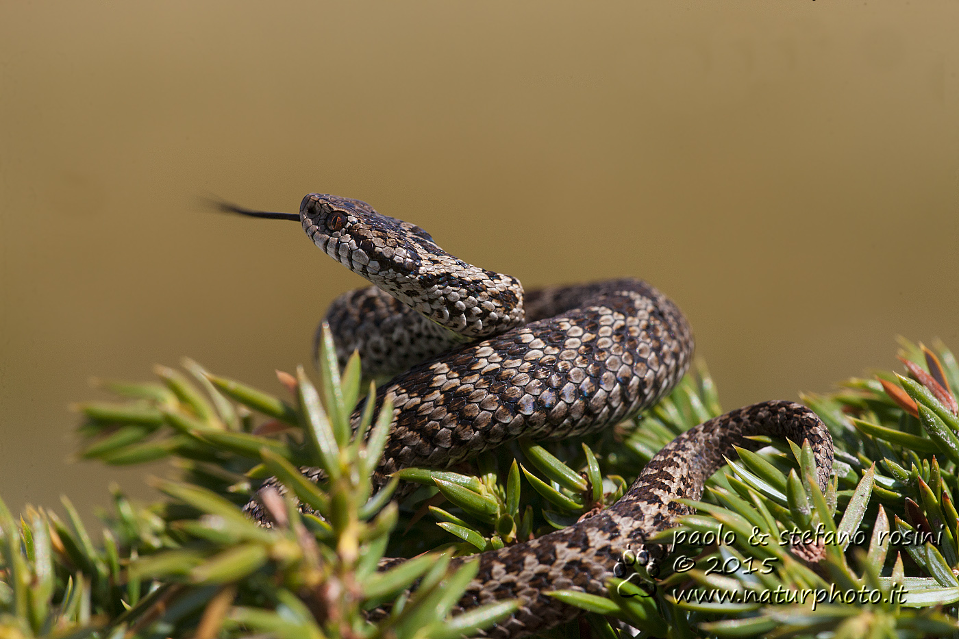 Vipera dell'Orsini (Vipera ursinii (Bonaparte, 1835))