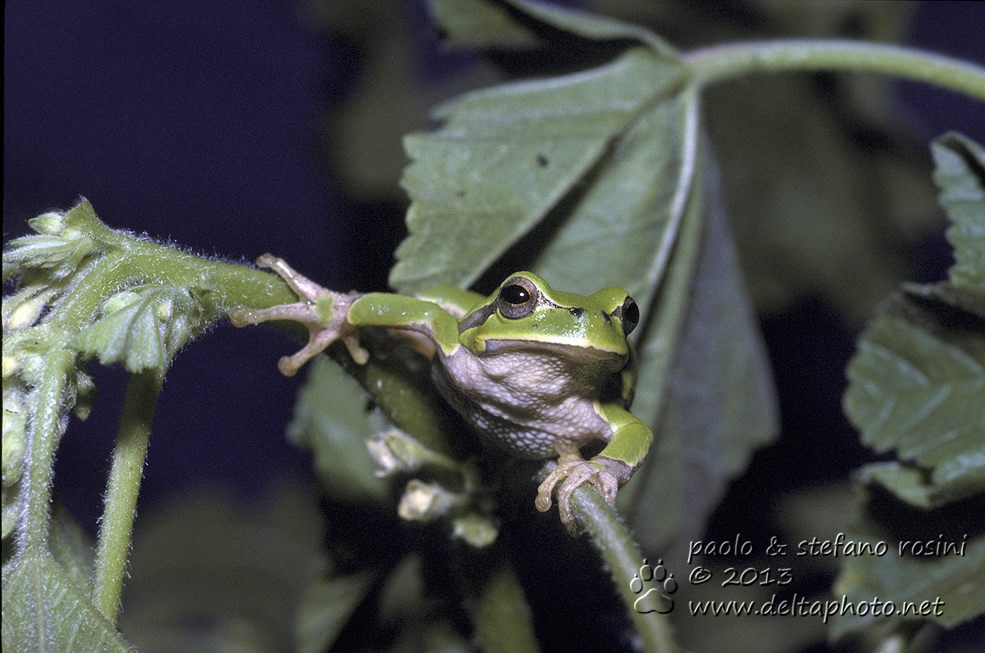 Raganella (Hyla intermedia )