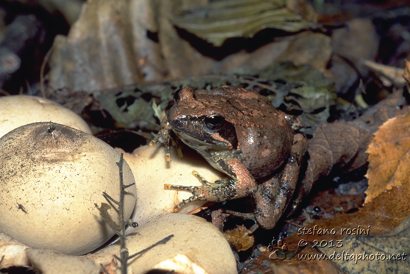 Rana appenninica (Rana italica Dubois, 1987)