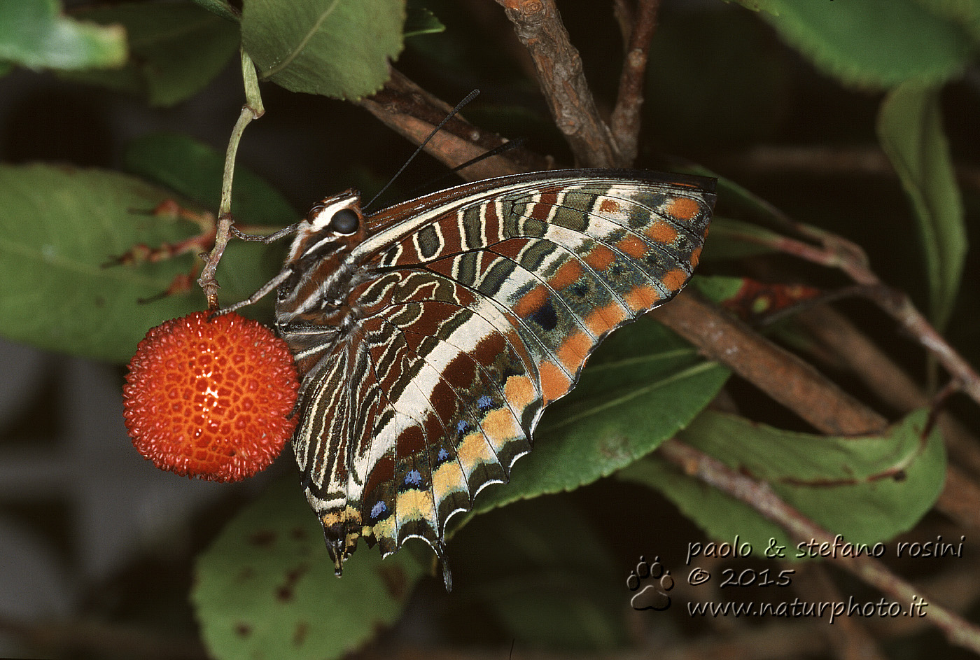 Farfalla  del corbezzolo (Charaxes jasius (Linnaeus, 1767))