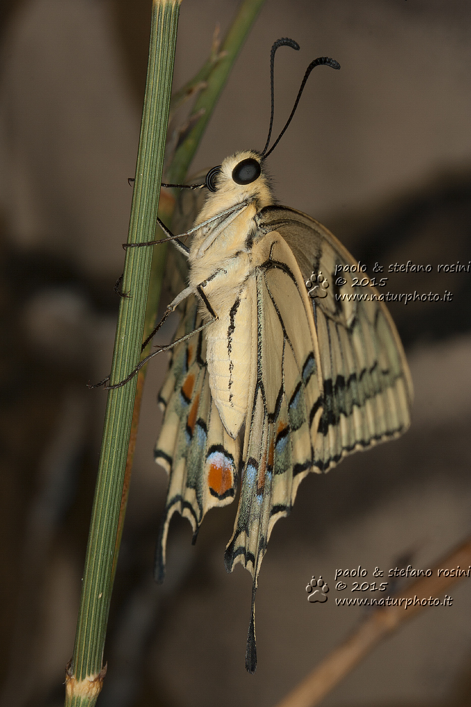 Macaone ( Papilio macaon )