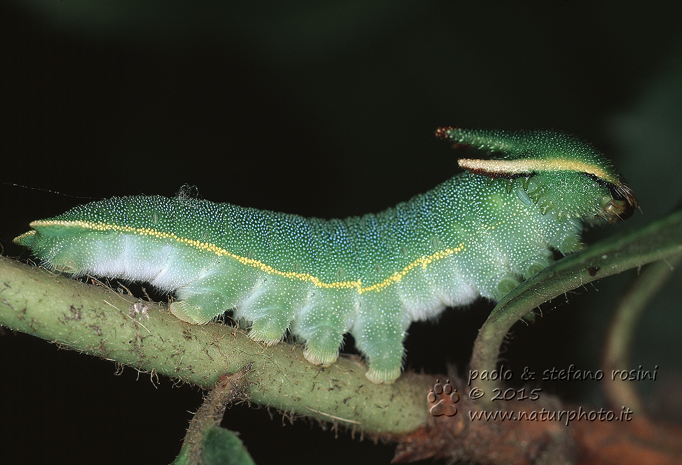 Bruco della farfalla del corbezzolo (Charaxes jasius  )