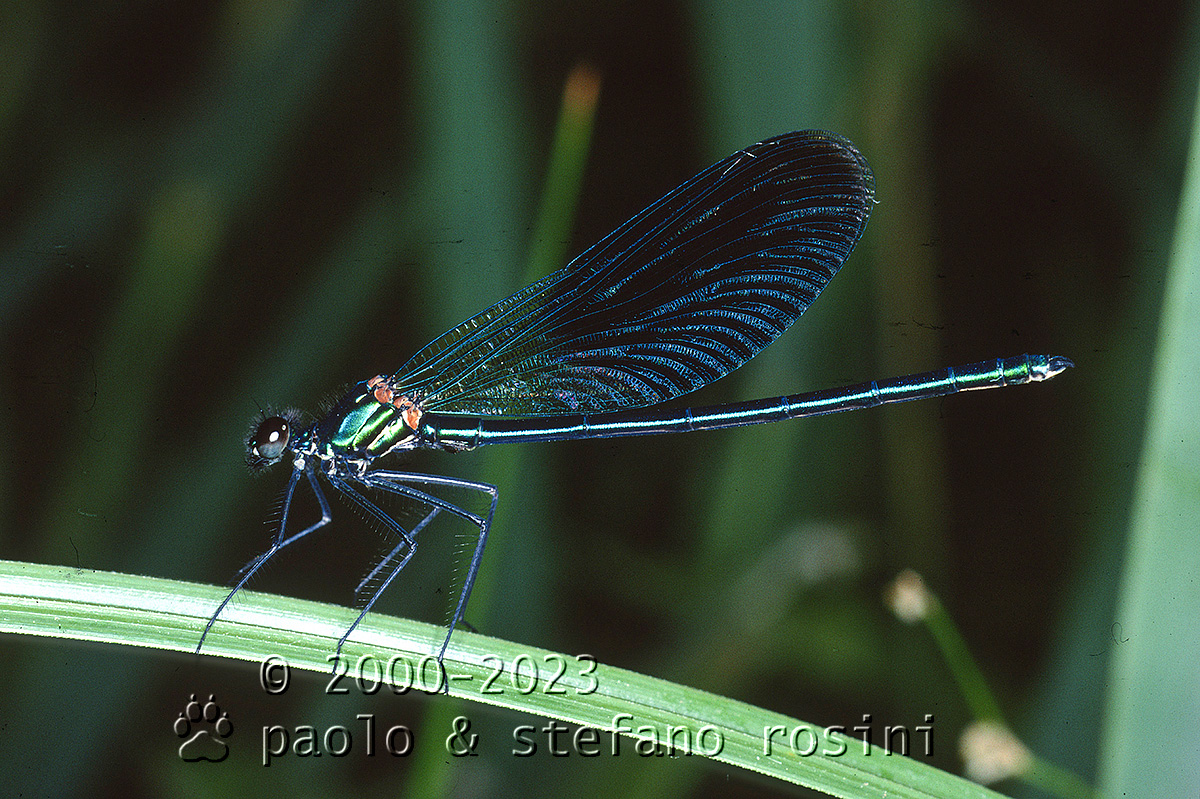Calopteryx virgo